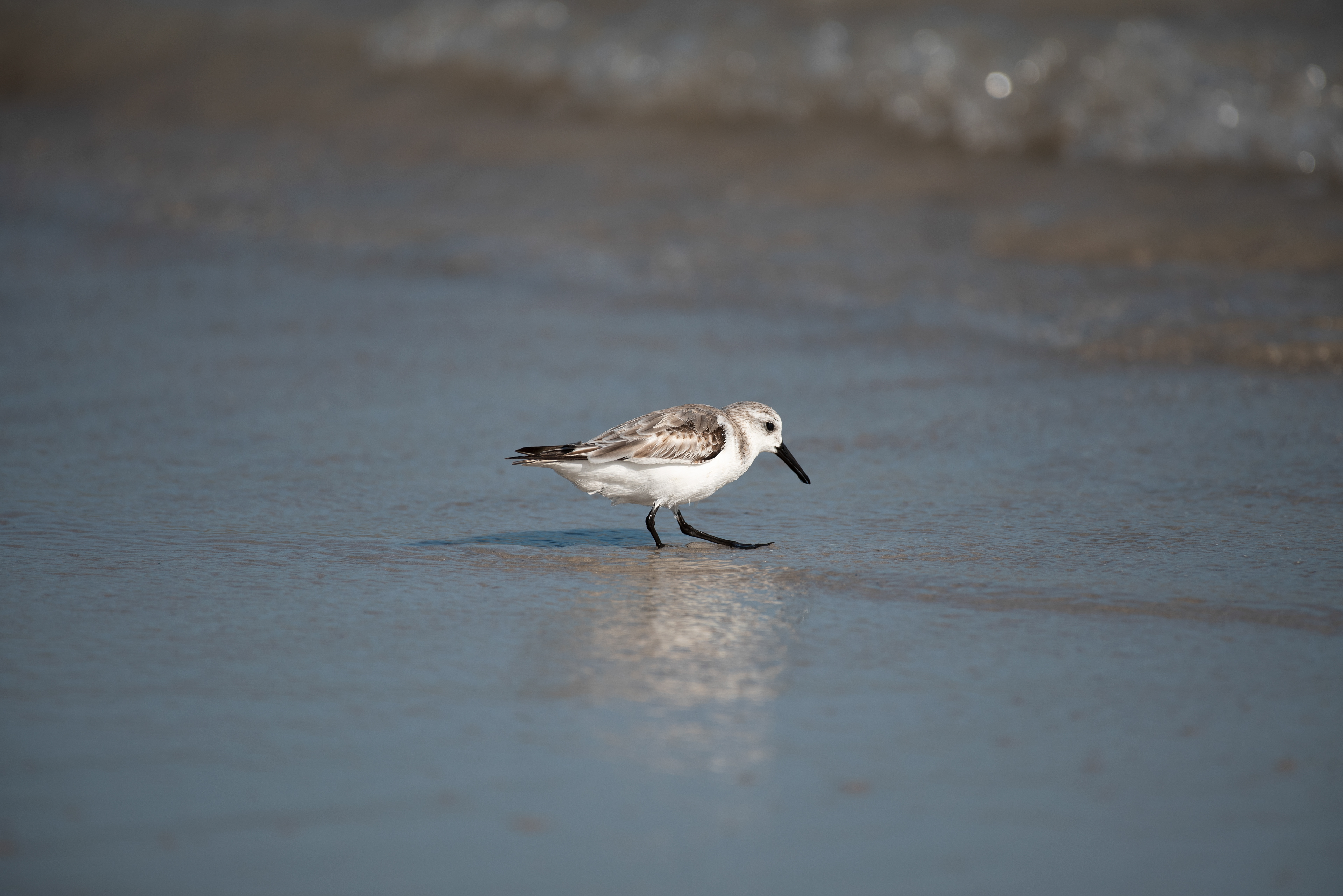 Sanderling Mar 10, 2020 Key West, FL USA