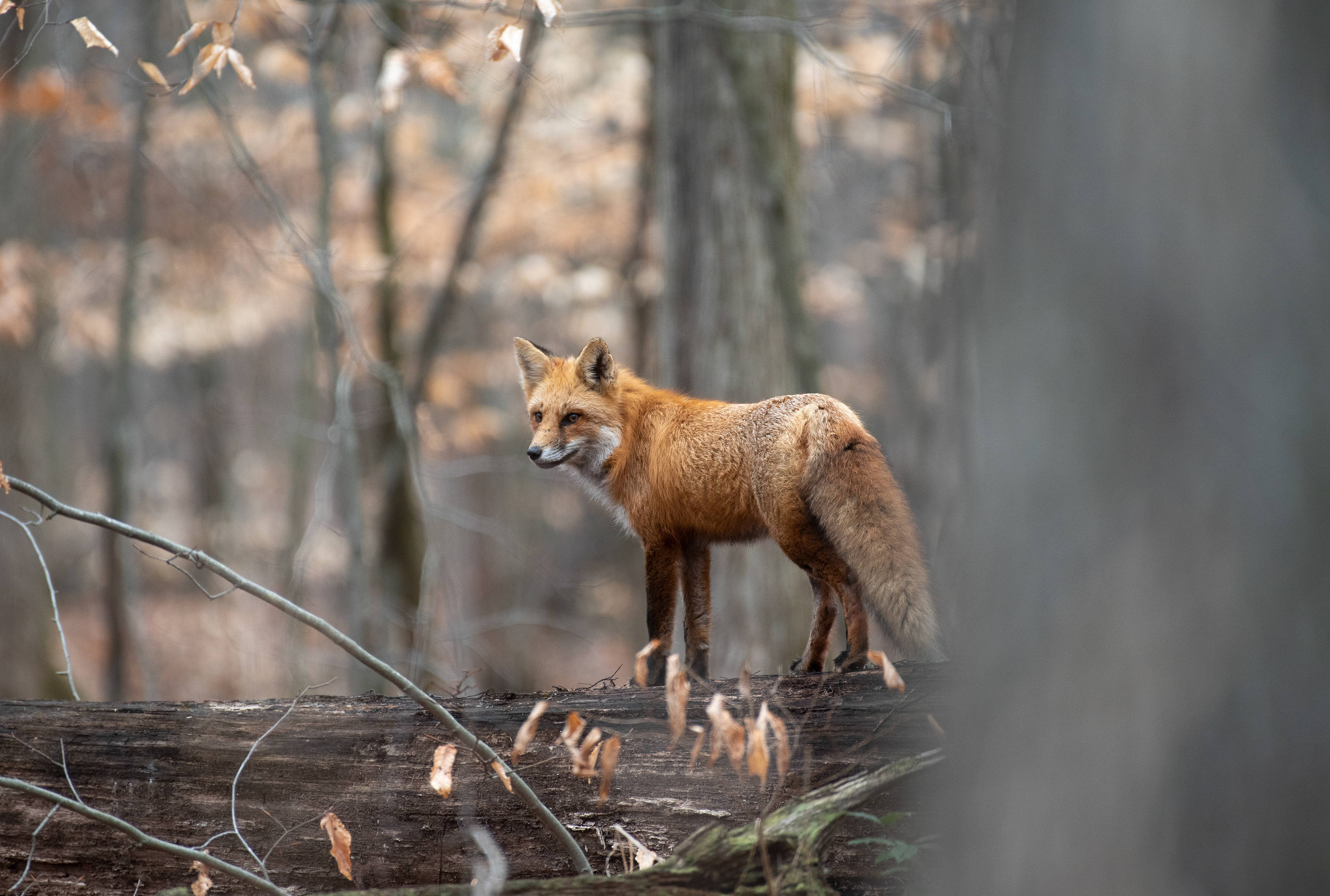Red Fox Feb 1, 2020 Basking Ridge, NJ USA