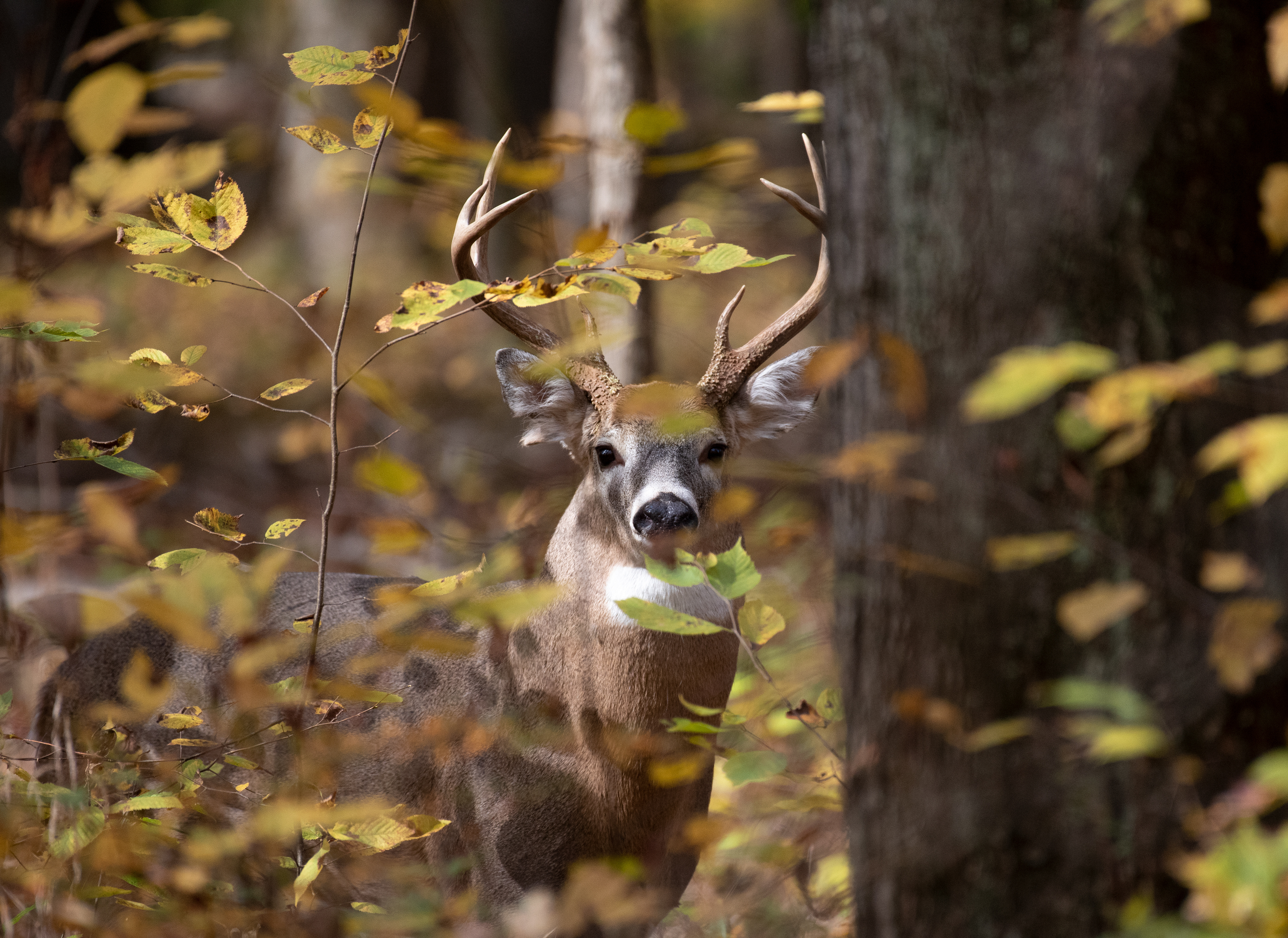 White Tailed Deer Oct 26, 2019 Lord Stirling Park, NJ USA