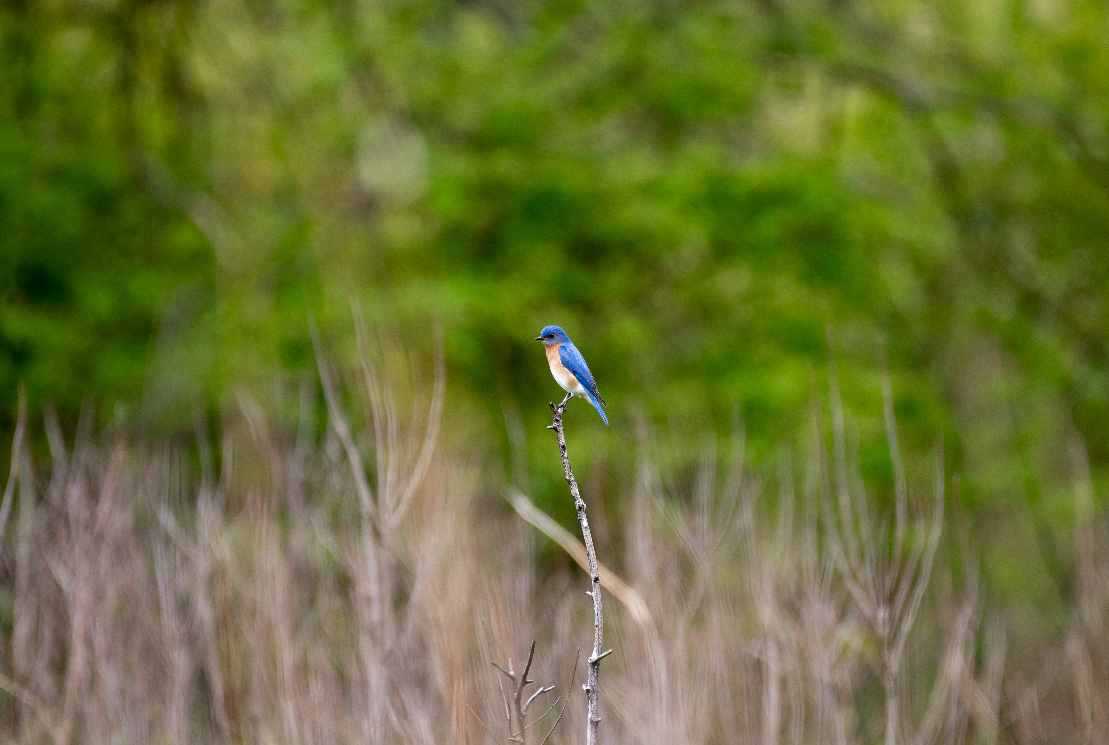 Eastern Bluebird May 14, 2020 Lord Stirling Park, NJ USA
