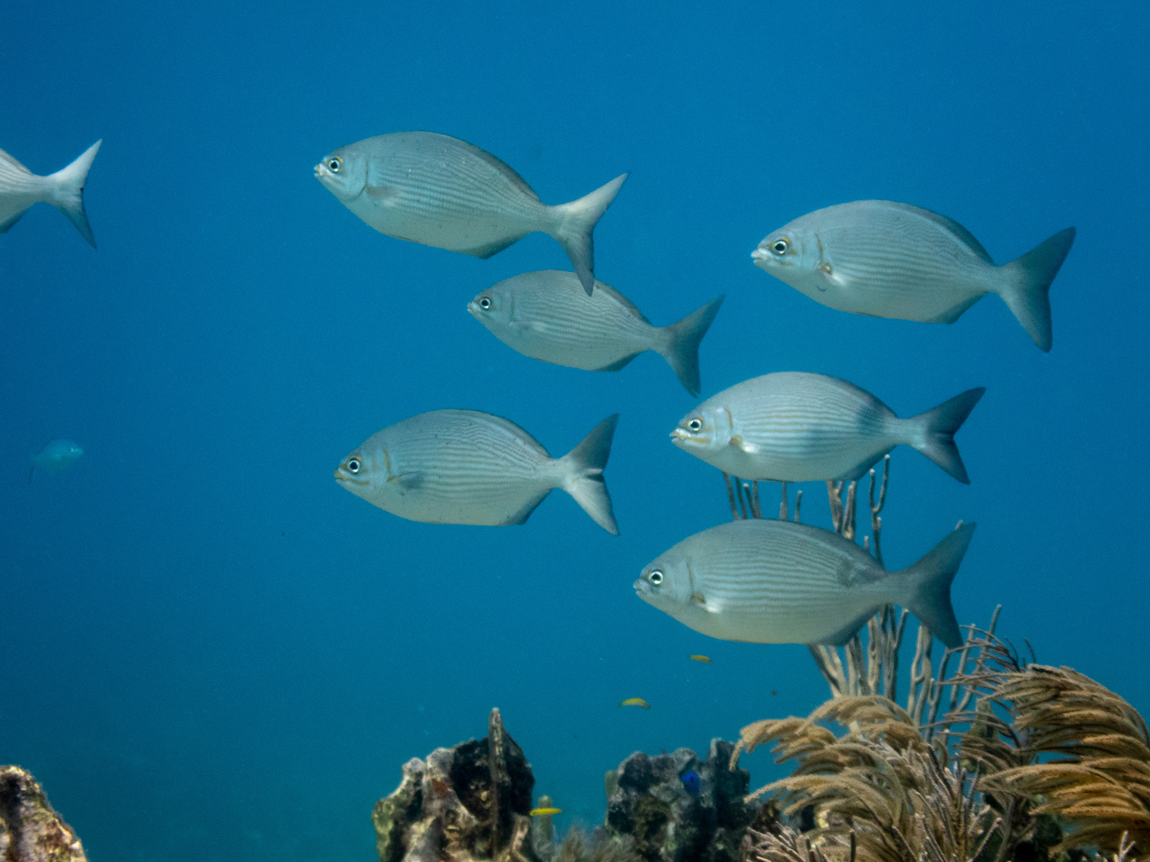 Bermuda Chub Mar 15, 2020 Key Largo, FL USA