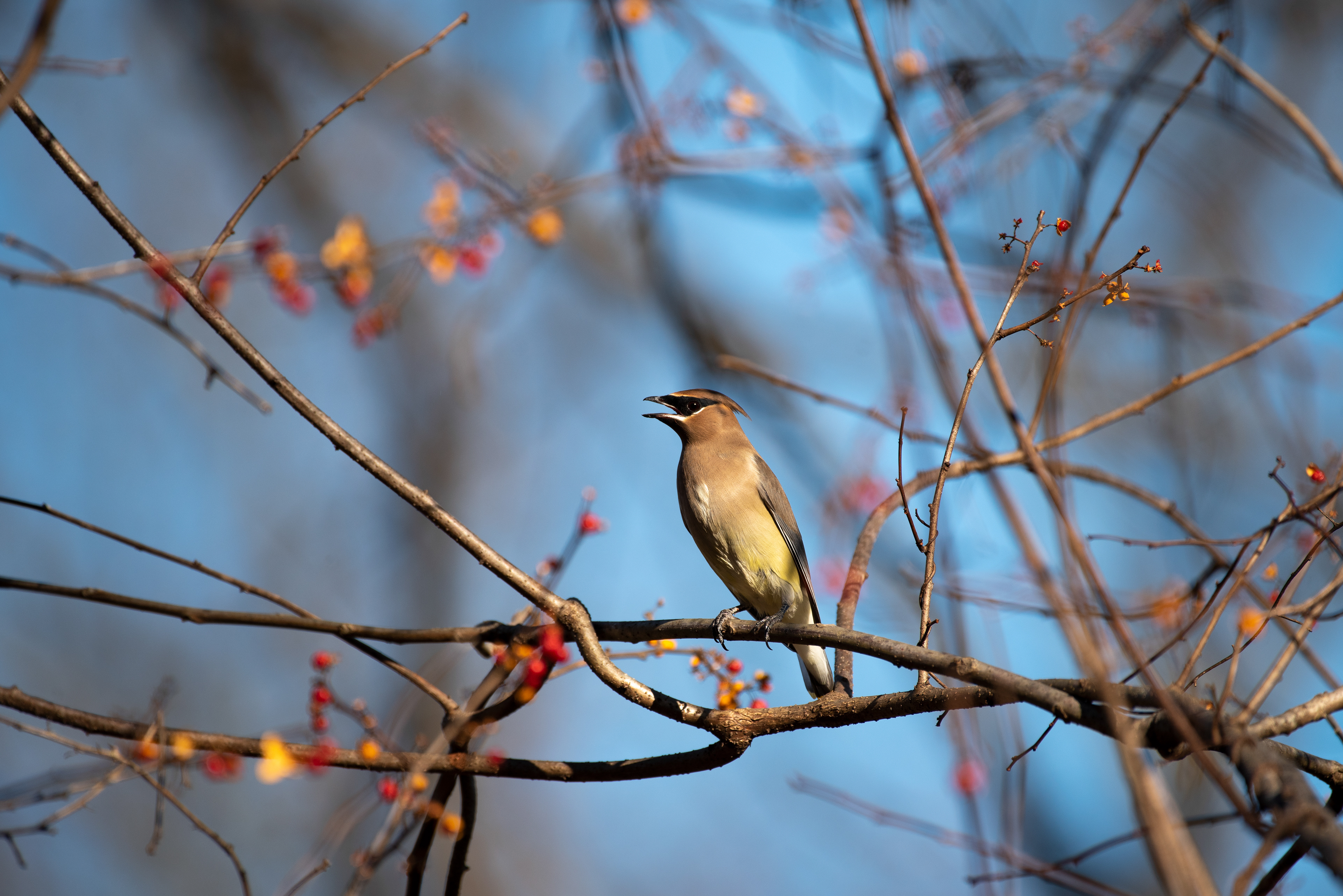 Cedar Waxwing Nov, 7, 2020 Scherman Hoffman Wildlife Sanctuary, NJ USA