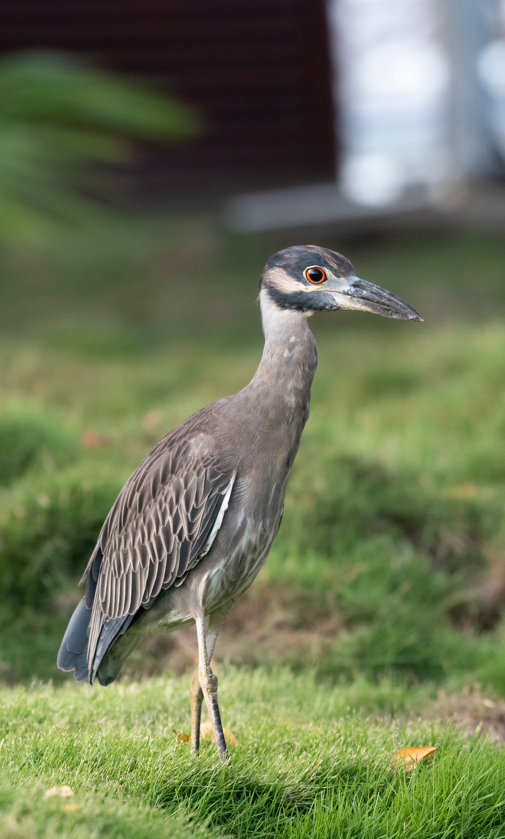Yellow Crowned Night Heron Aug 11, 2024 Roatan, Honduras