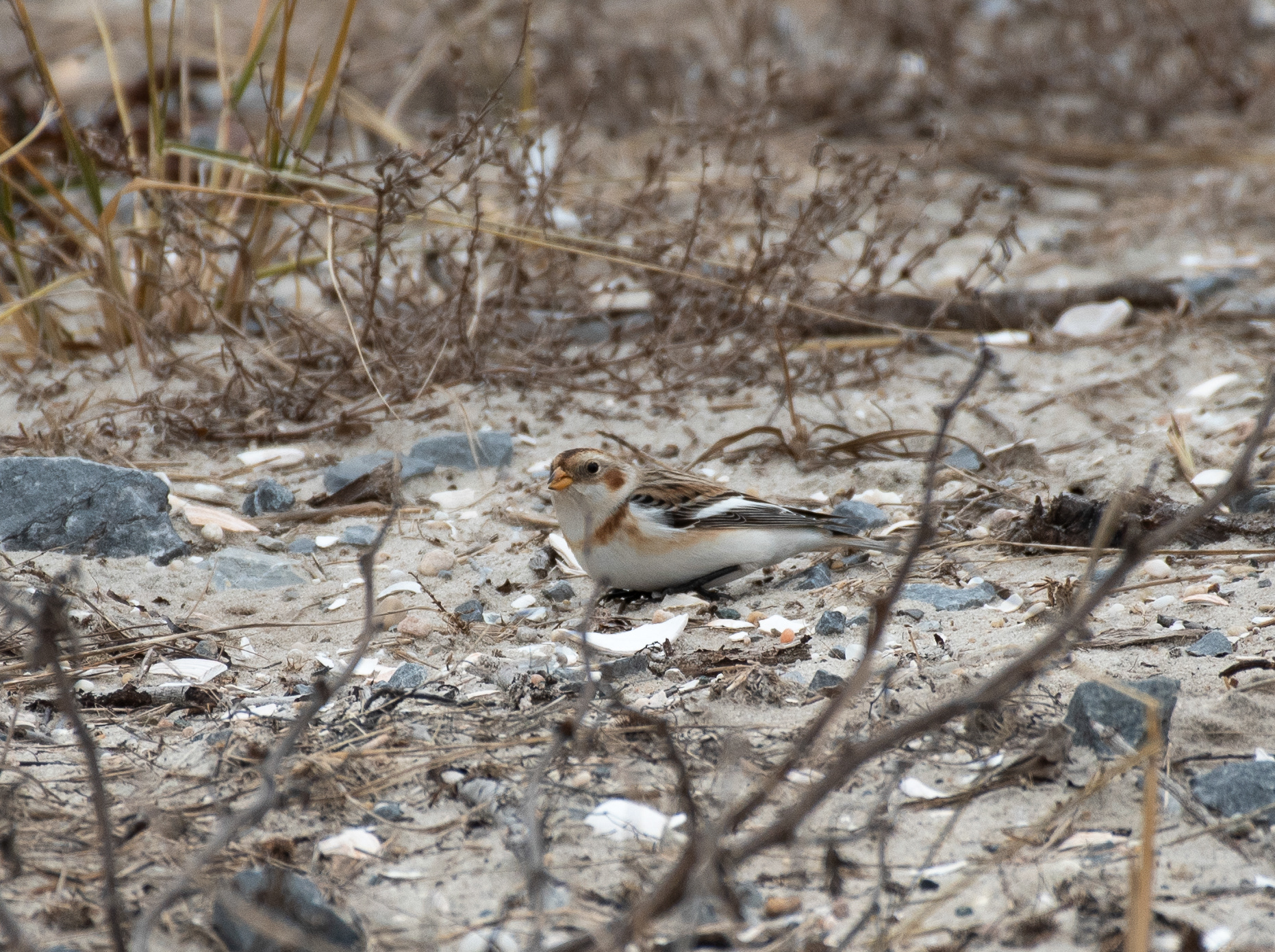 Snow Bunting Jan 8, 2021 Barnegat Lighthouse State Park, NJ USA