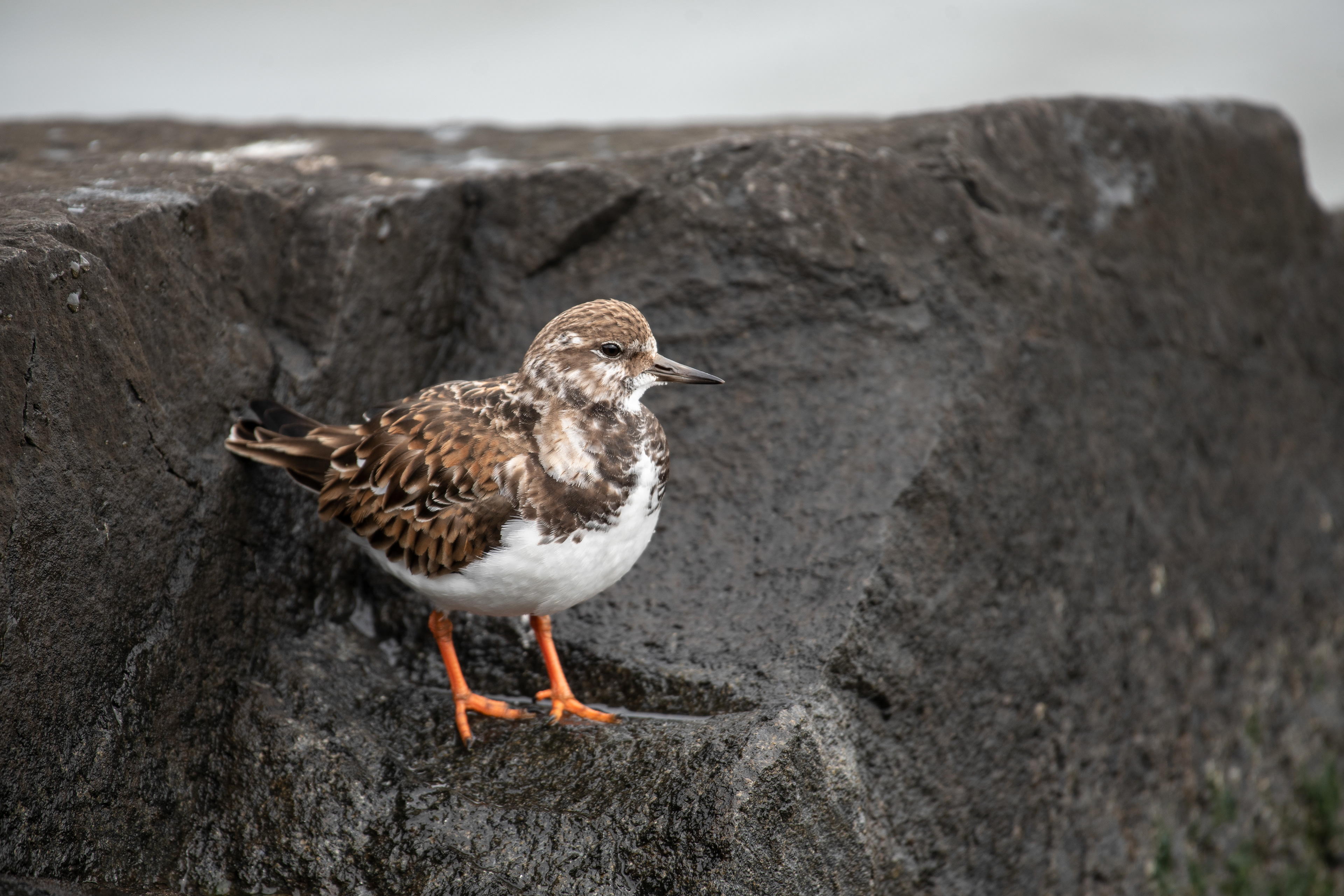 Ruddy Turnstone Feb 17, 2022 Barnegat Lighthouse State Park, NJ USA