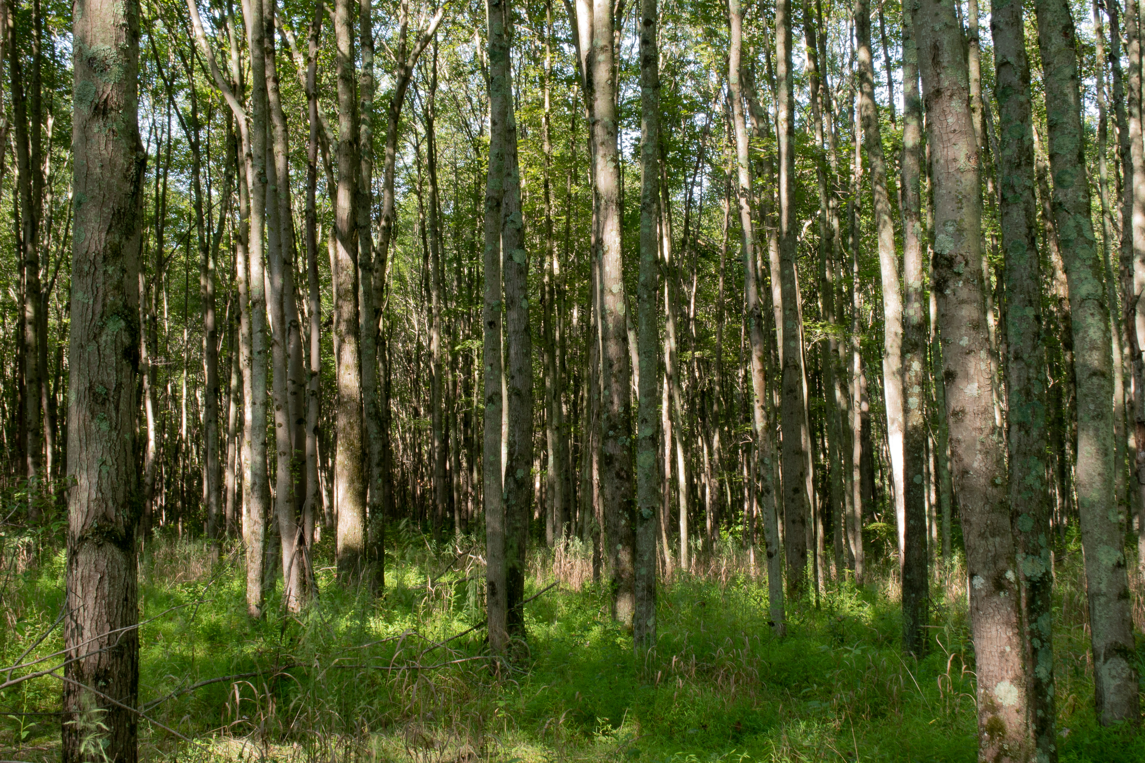 Forestscape Sept 7, 2020 Lord Stirling Park, NJ USA