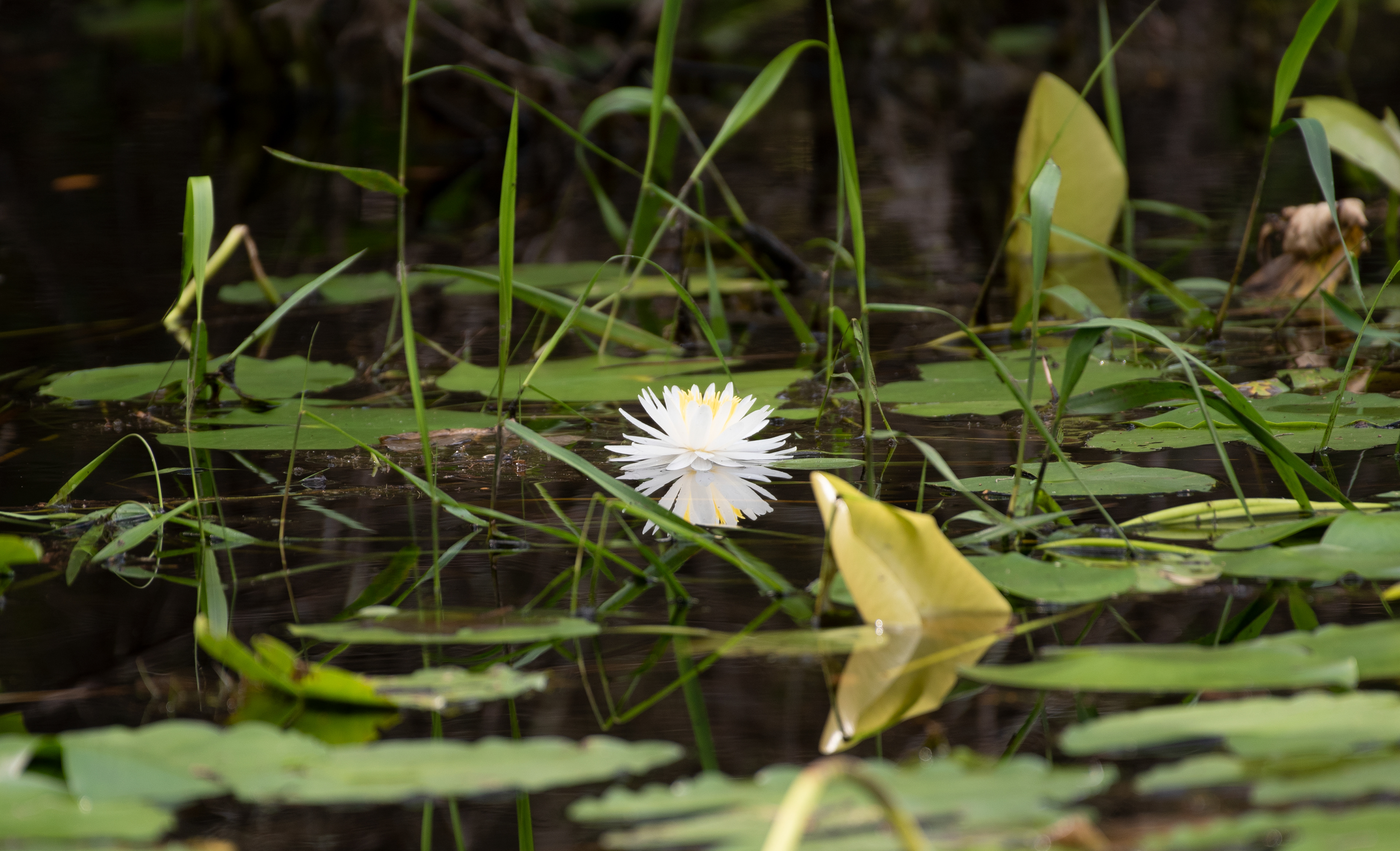 American Water Lily Aug 21, 2021 Stephen C Foster State Park, NJ USA