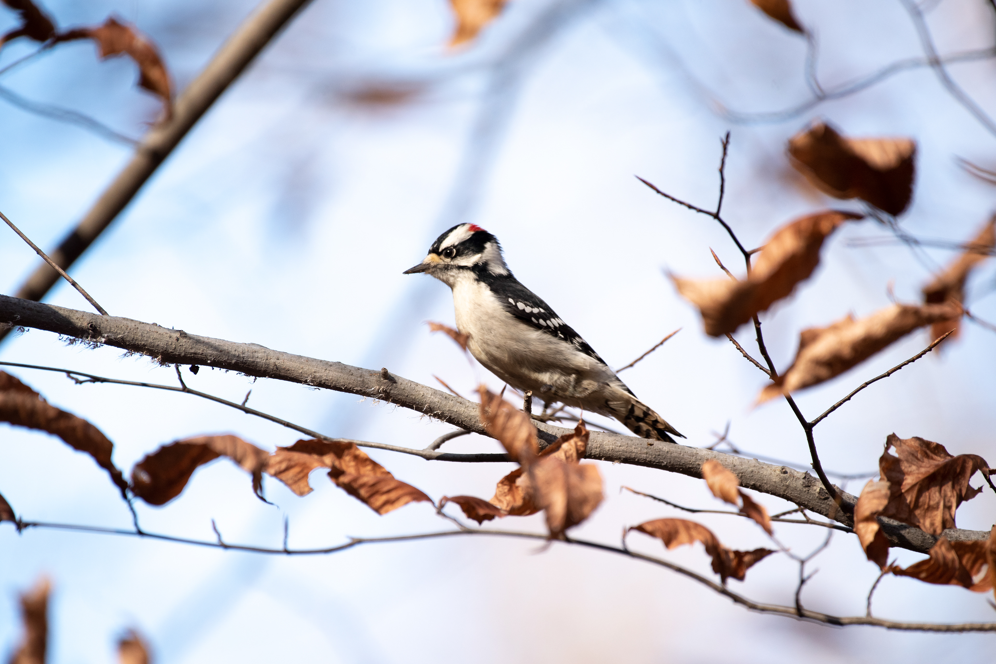 Downy Woodpecker Nov 7, 2020 Scherman Hoffman Wildlife Sanctuary, NJ USA