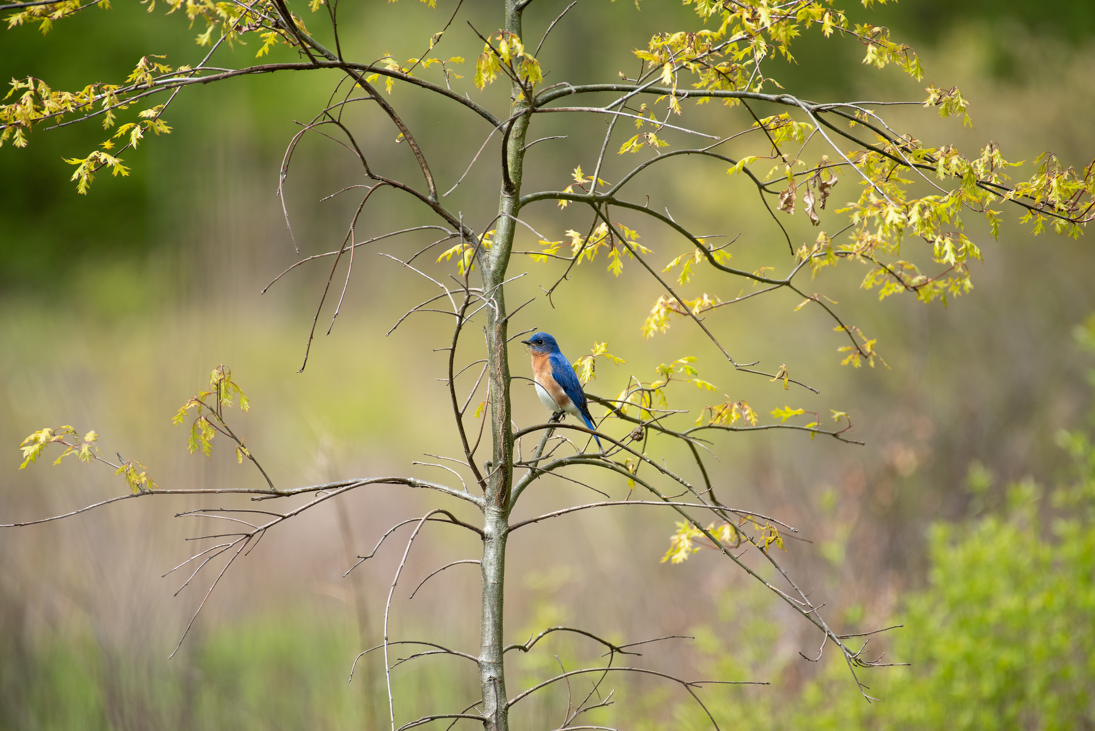 Eastern Bluebird May 14, 2020 Lord Stirling Park, NJ USA