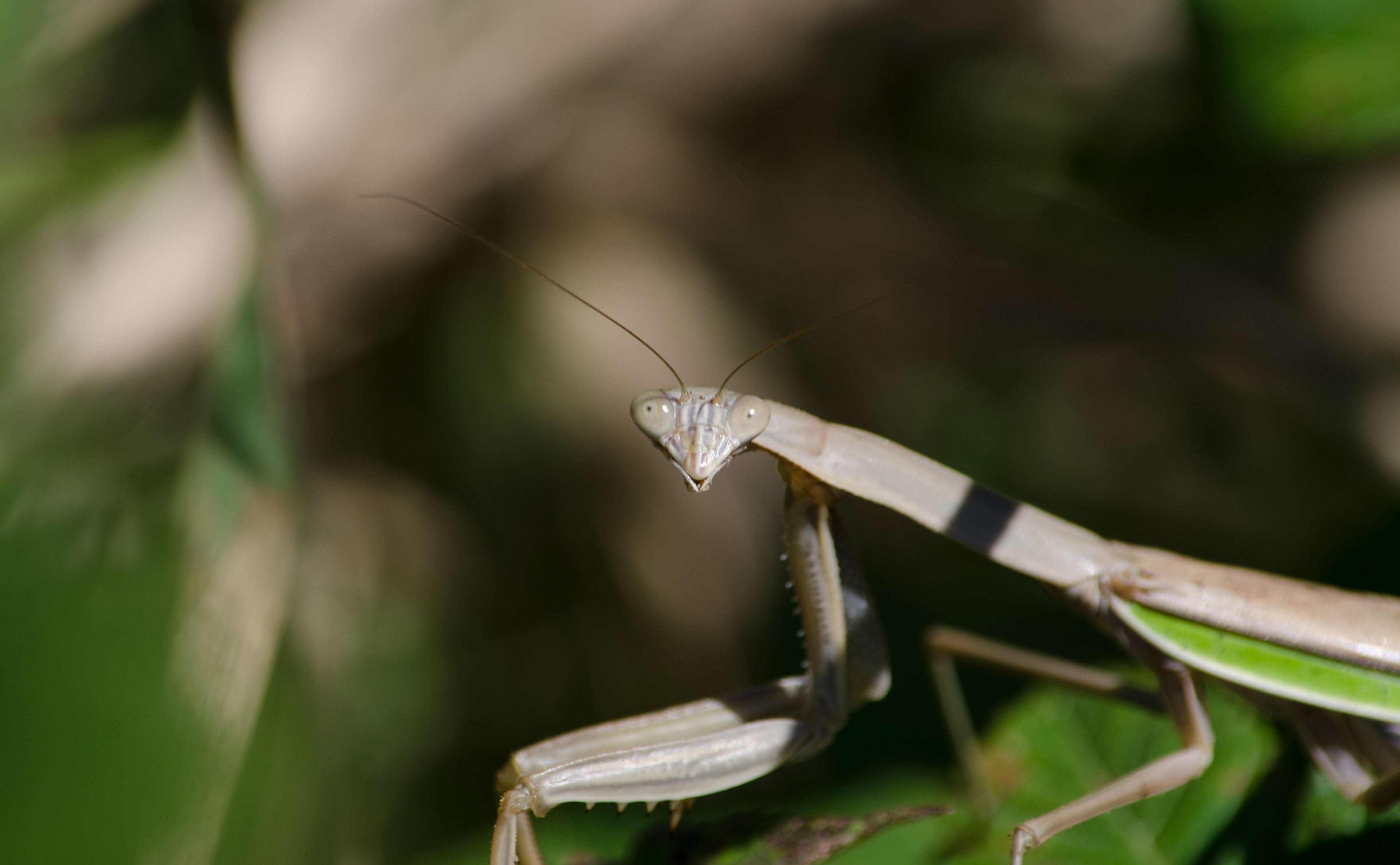 Chinese Mantis Sept 29, 2018 Lord Stirling Park, NJ USA