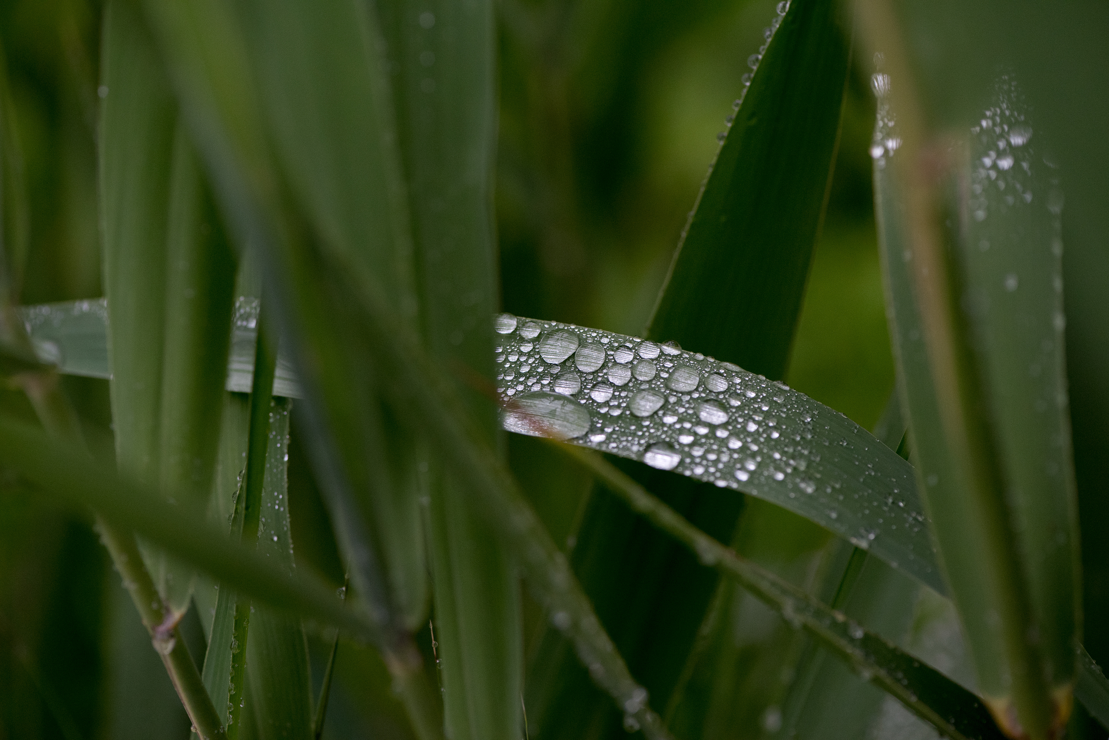 Water Droplets June 19, 2019 Basking Ridge, NJ USA