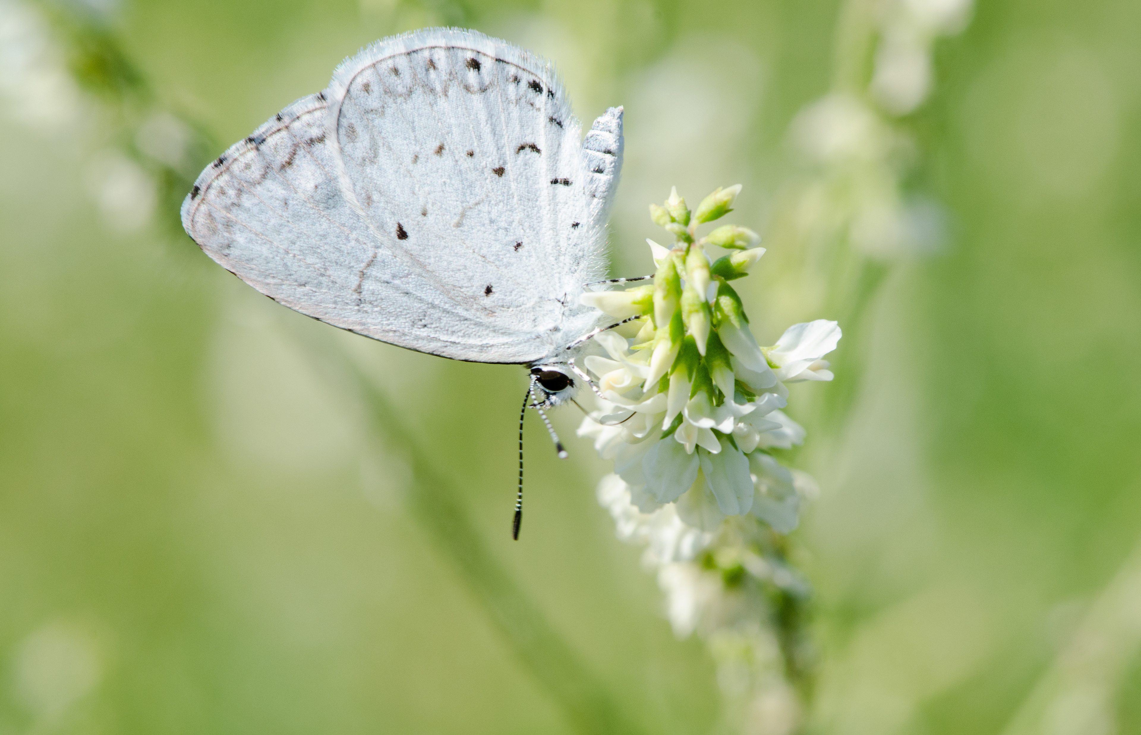 Summer Azure July 19, 2018 Great Swamp NWR, NJ USA
