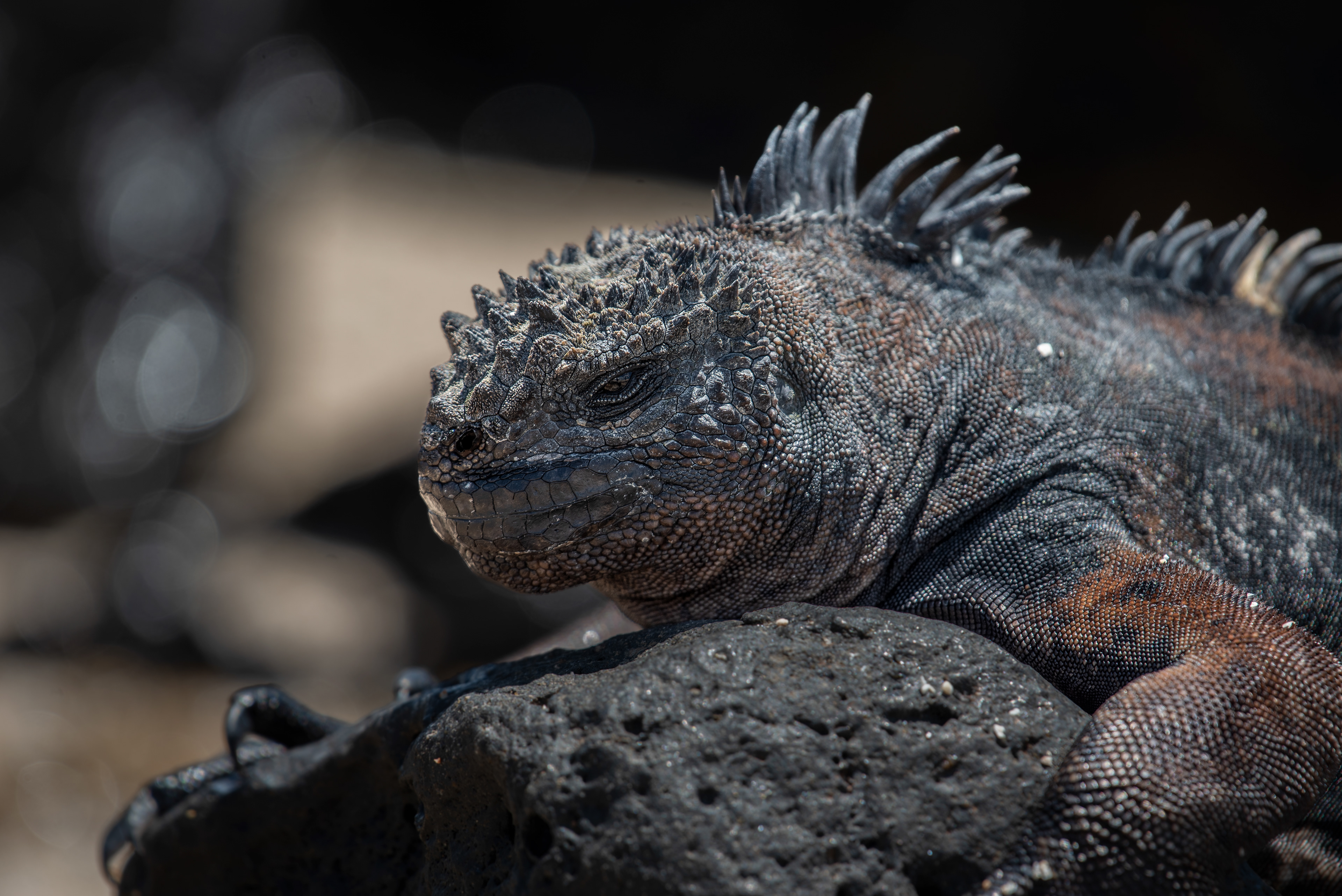 San Cristobal Marine Iguana Aug 13, 2023 San Cristobal Island, Galapagos, Ecuador