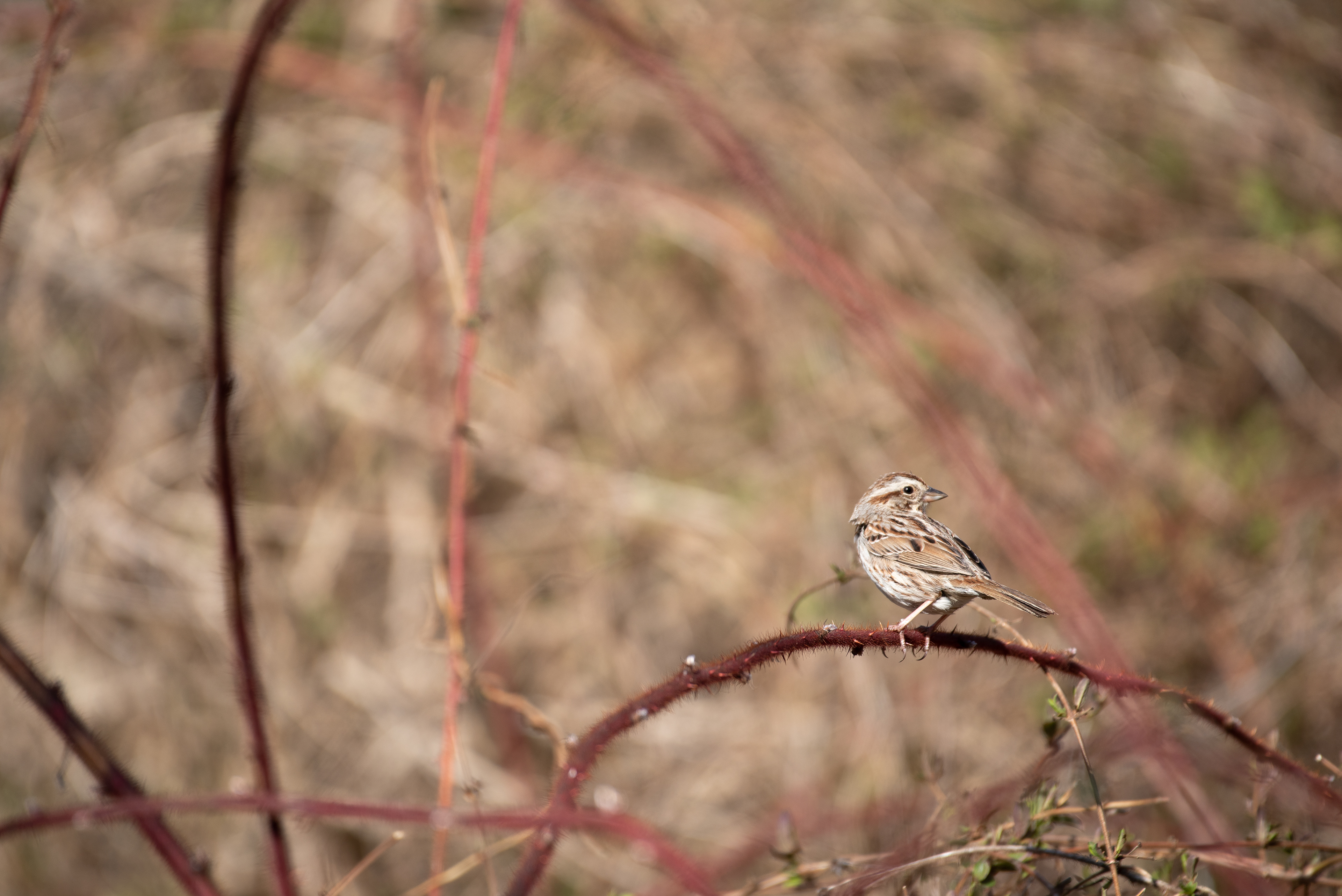 Song Sparrow Mar 18, 2023 Whippany, NJ USA