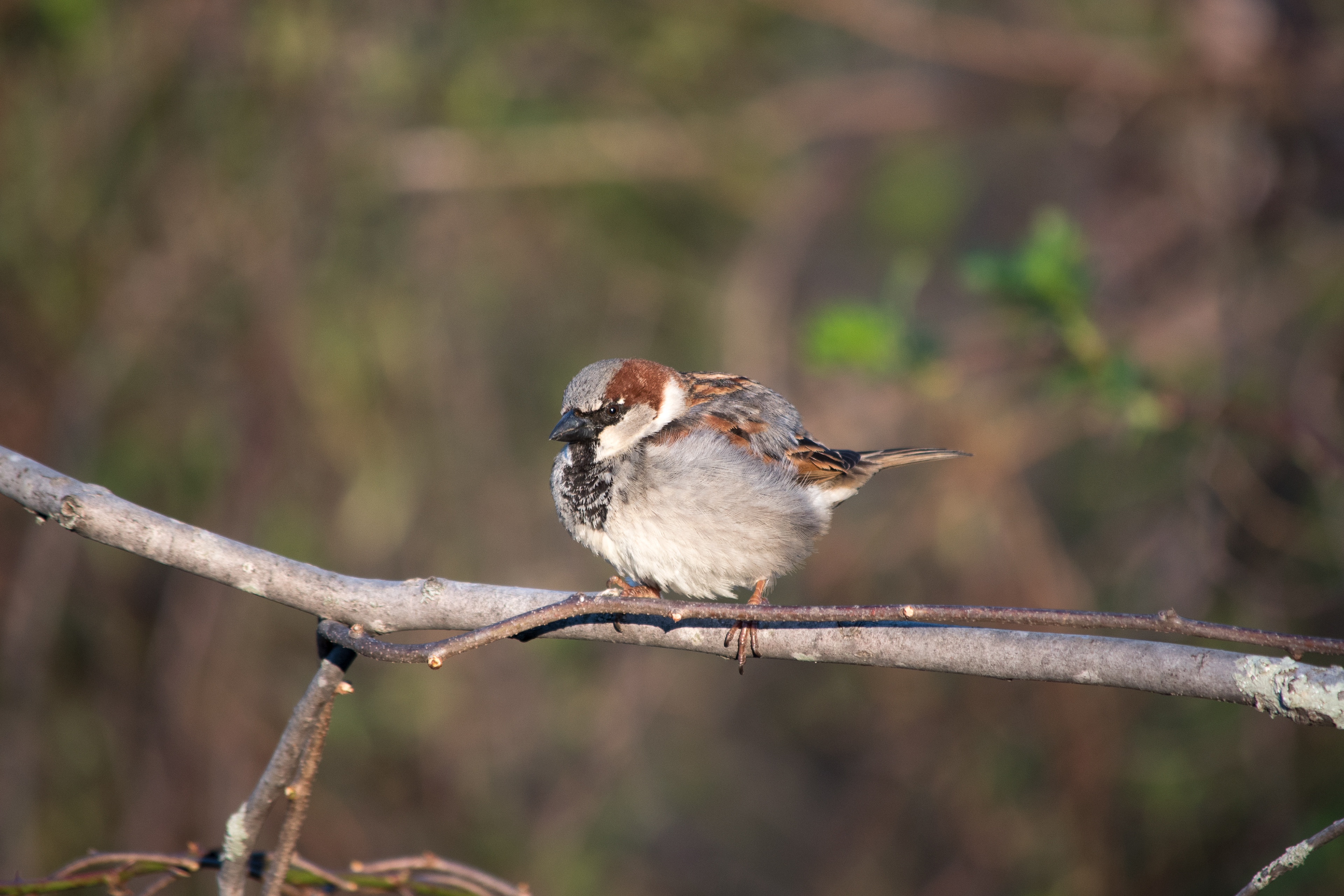 House Sparrow Apr 16, 2019 Wayne, NJ