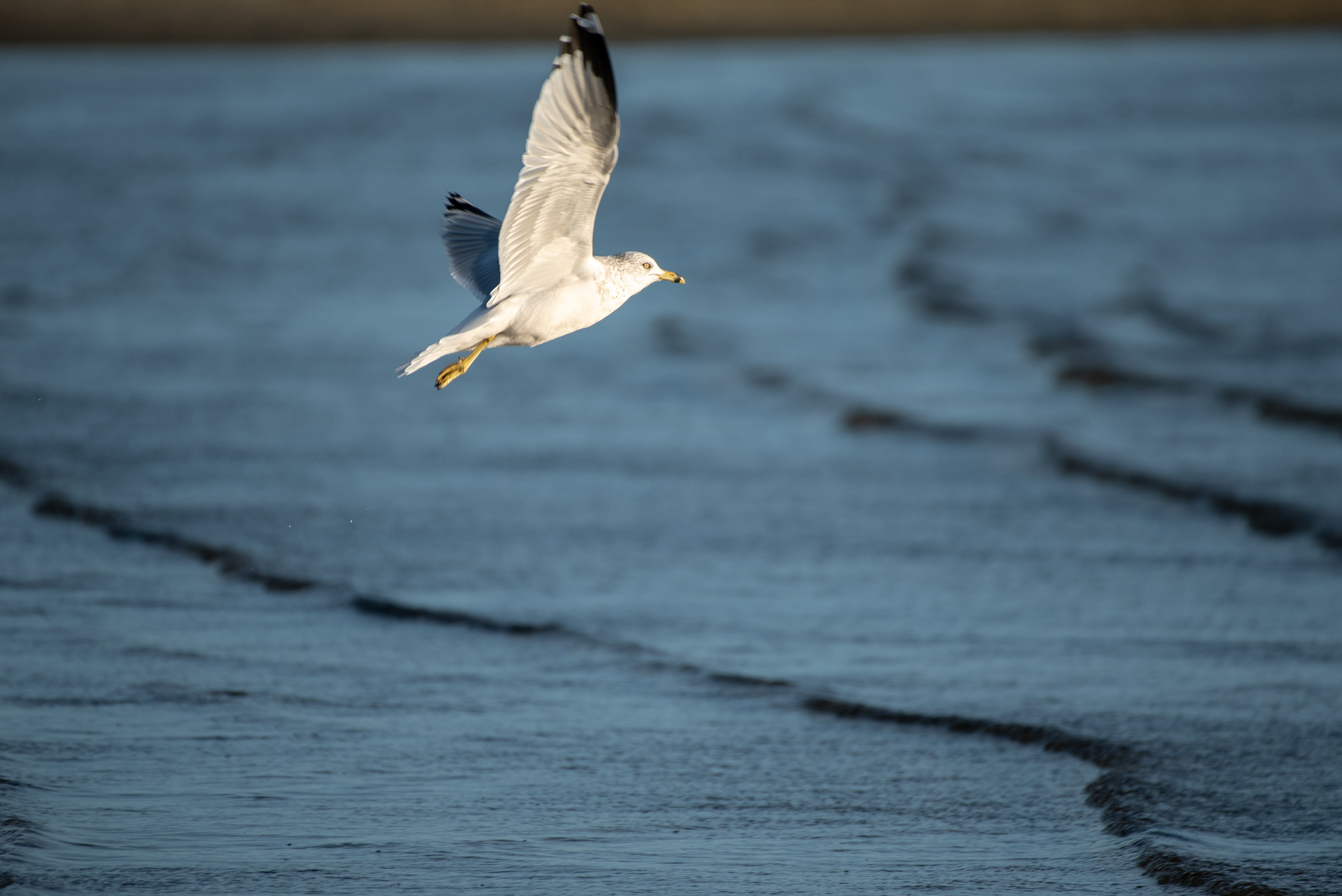Ring Billed Gull Nov 4, 2022 Provincetown, MA USA
