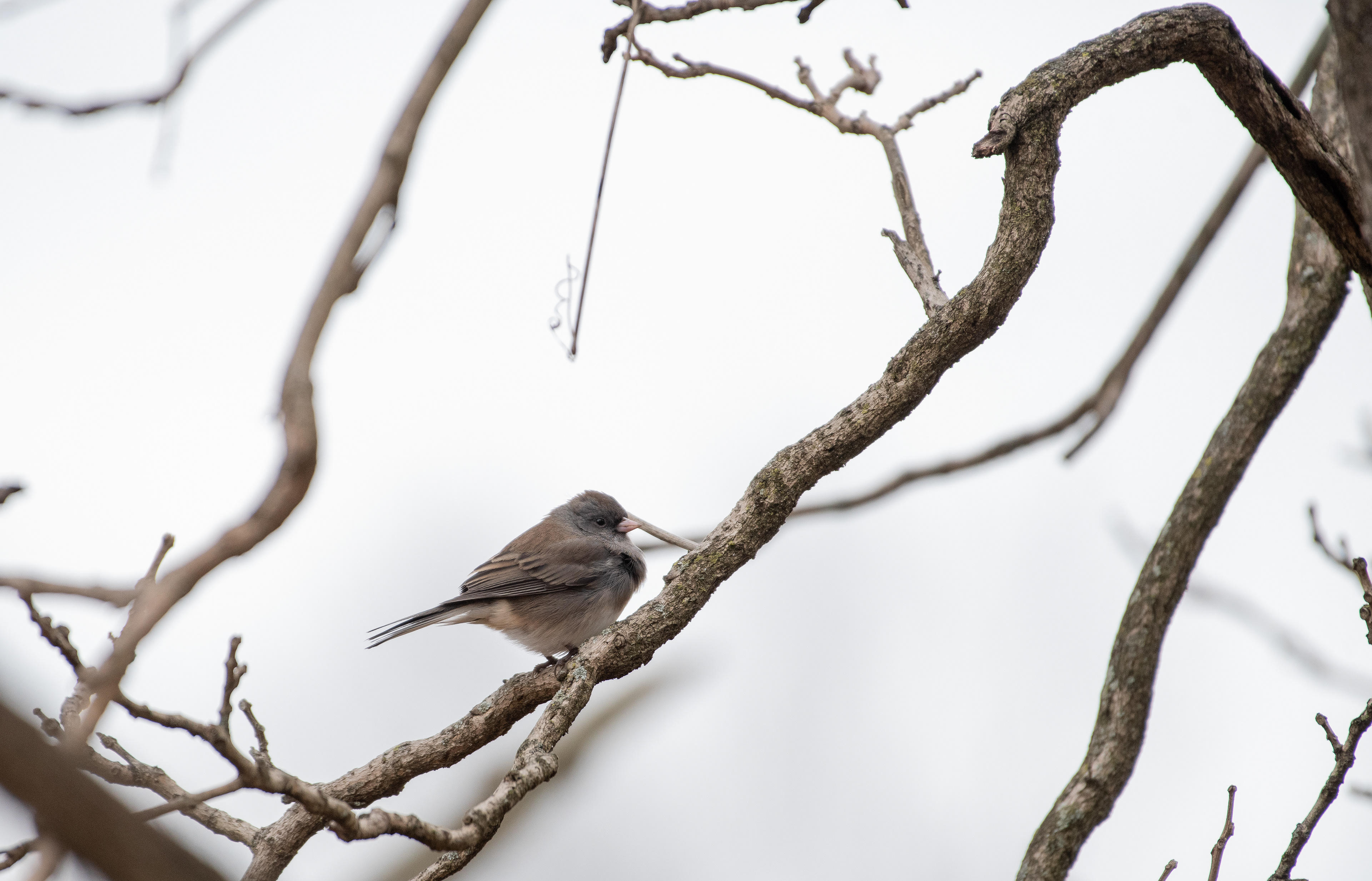 Dark Eyed Junco Jan 14, 2023 Hamden Pumping Station, NJ USA