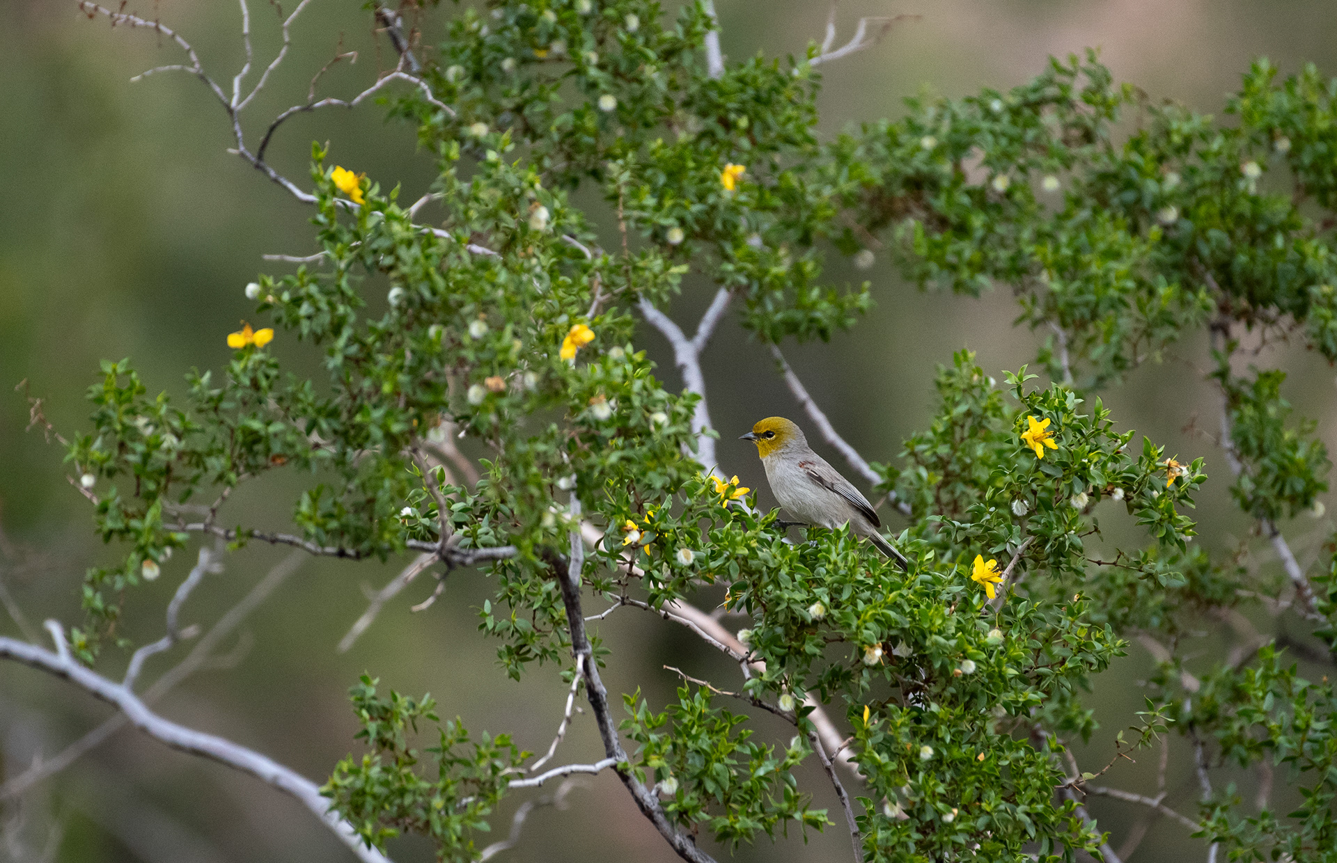 Verdin Nov 22, 2025 Phoenix, AZ USA