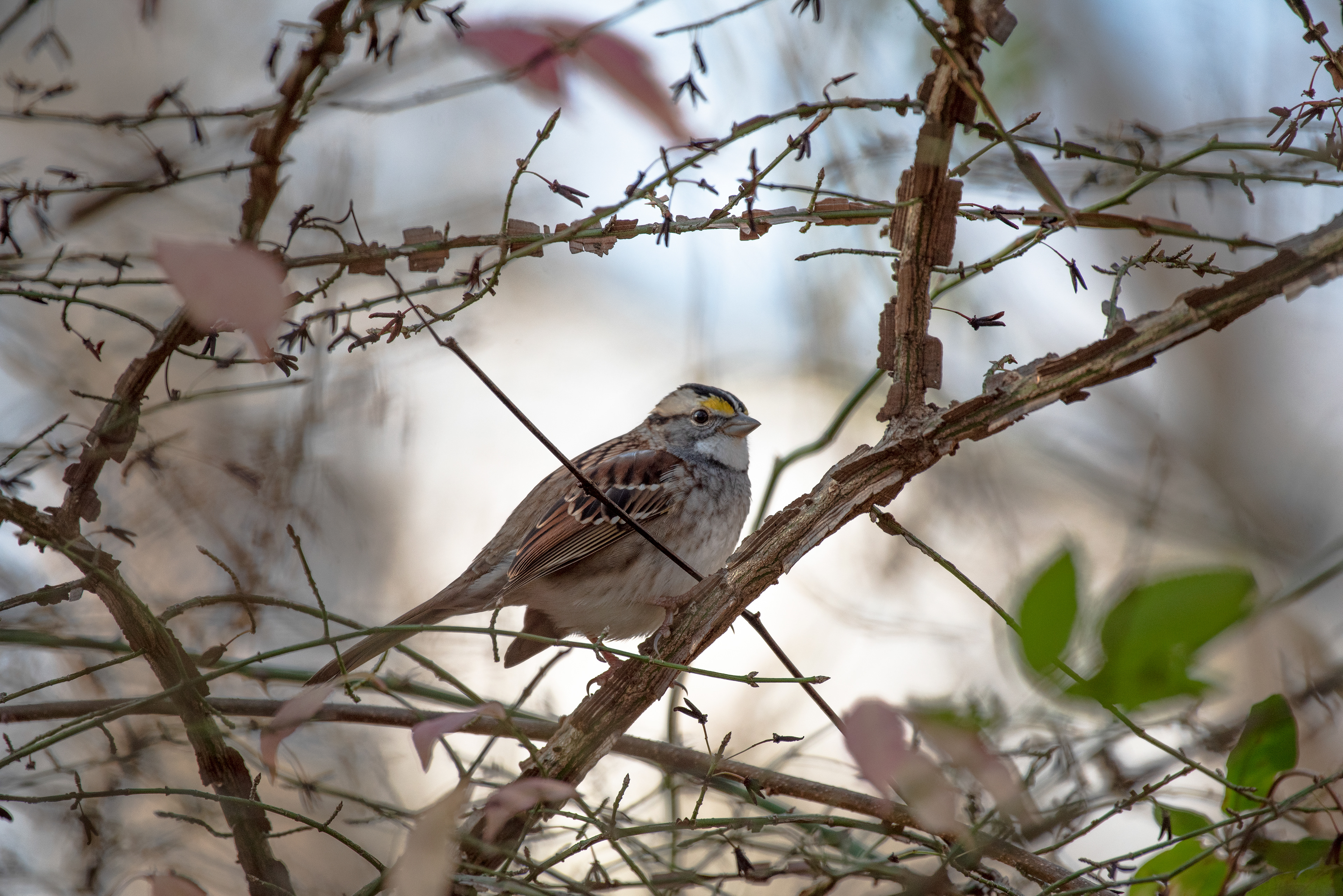 White Throated Sparrow Nov 28, 2020 Round Valley Reservoir, NJ USA
