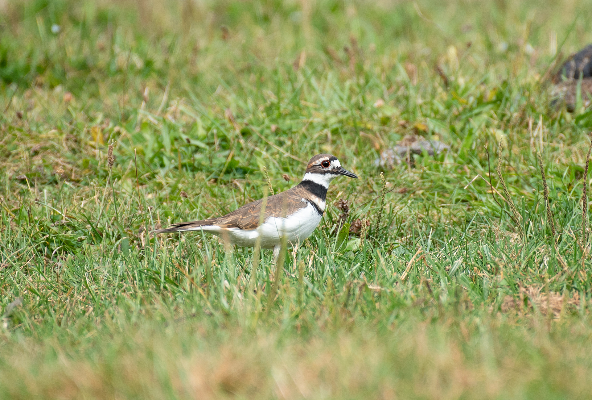 Killdeer Sept 27, 2020 Lord Stirling Park, NJ USA