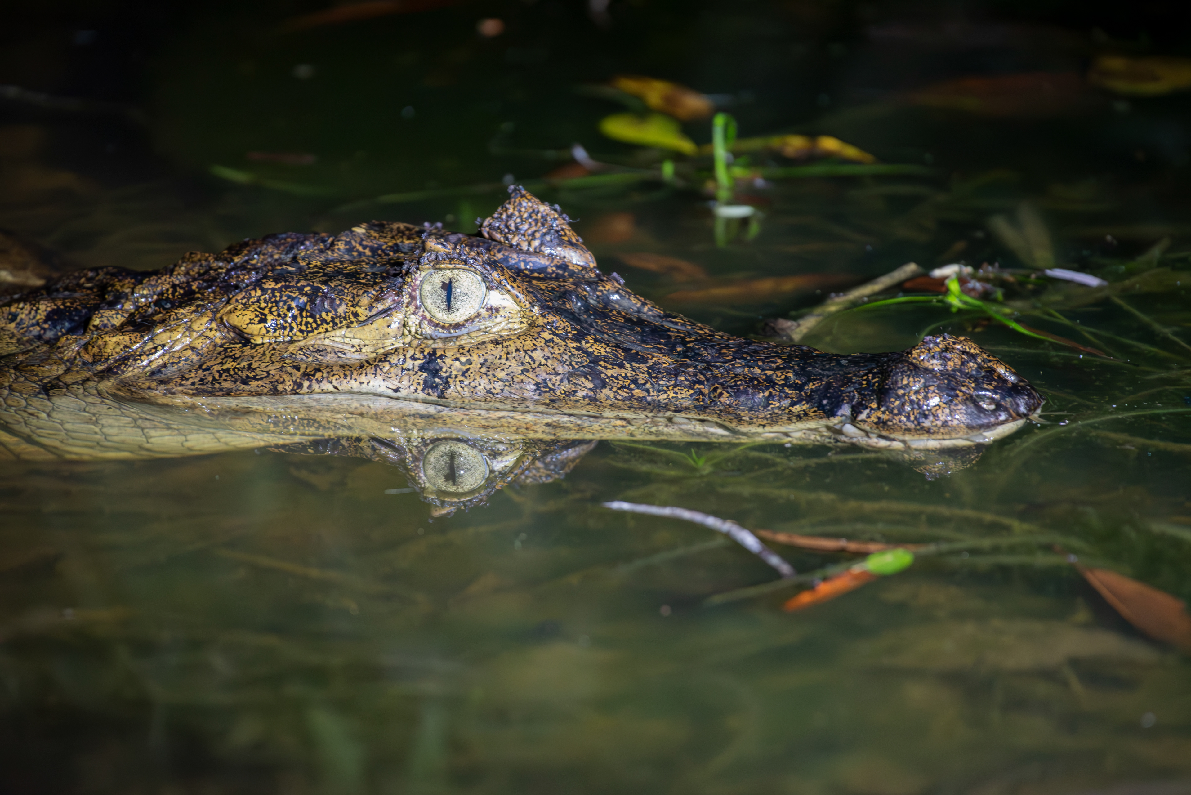 Spectacled Caiman Aug 9, 2023 Cuyabeno Reserve, Ecuador