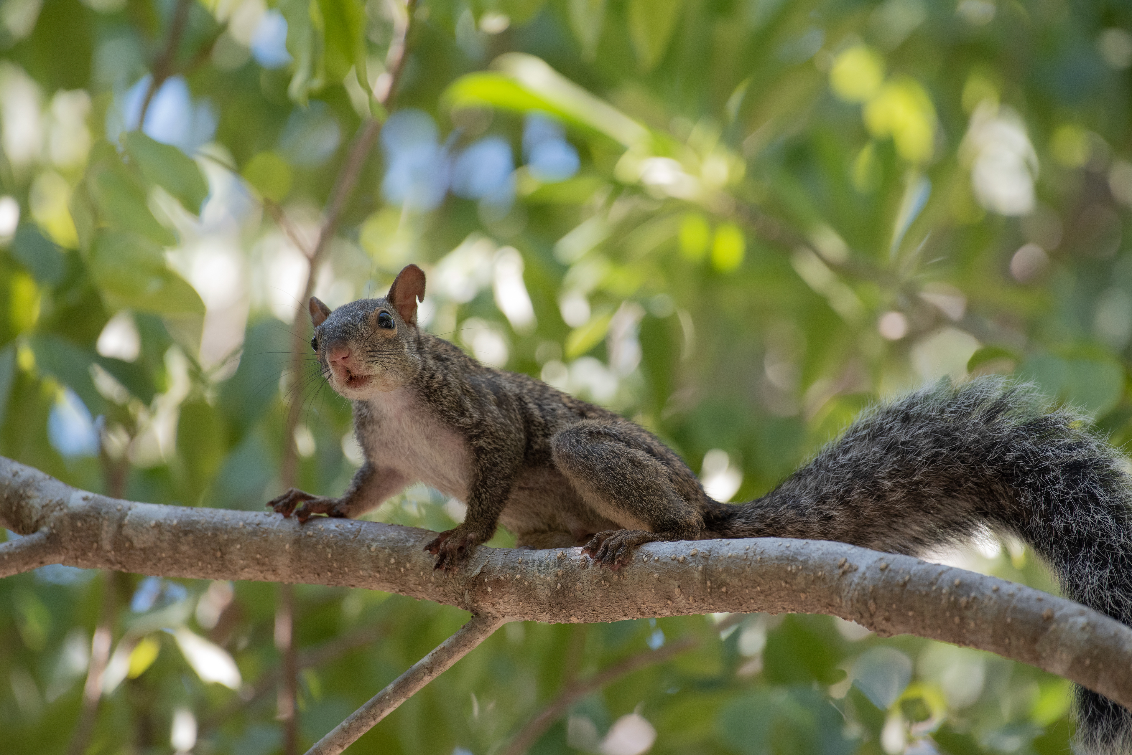 Yucatan Squirrel Aug 12, 2019 Solidaridad, MX