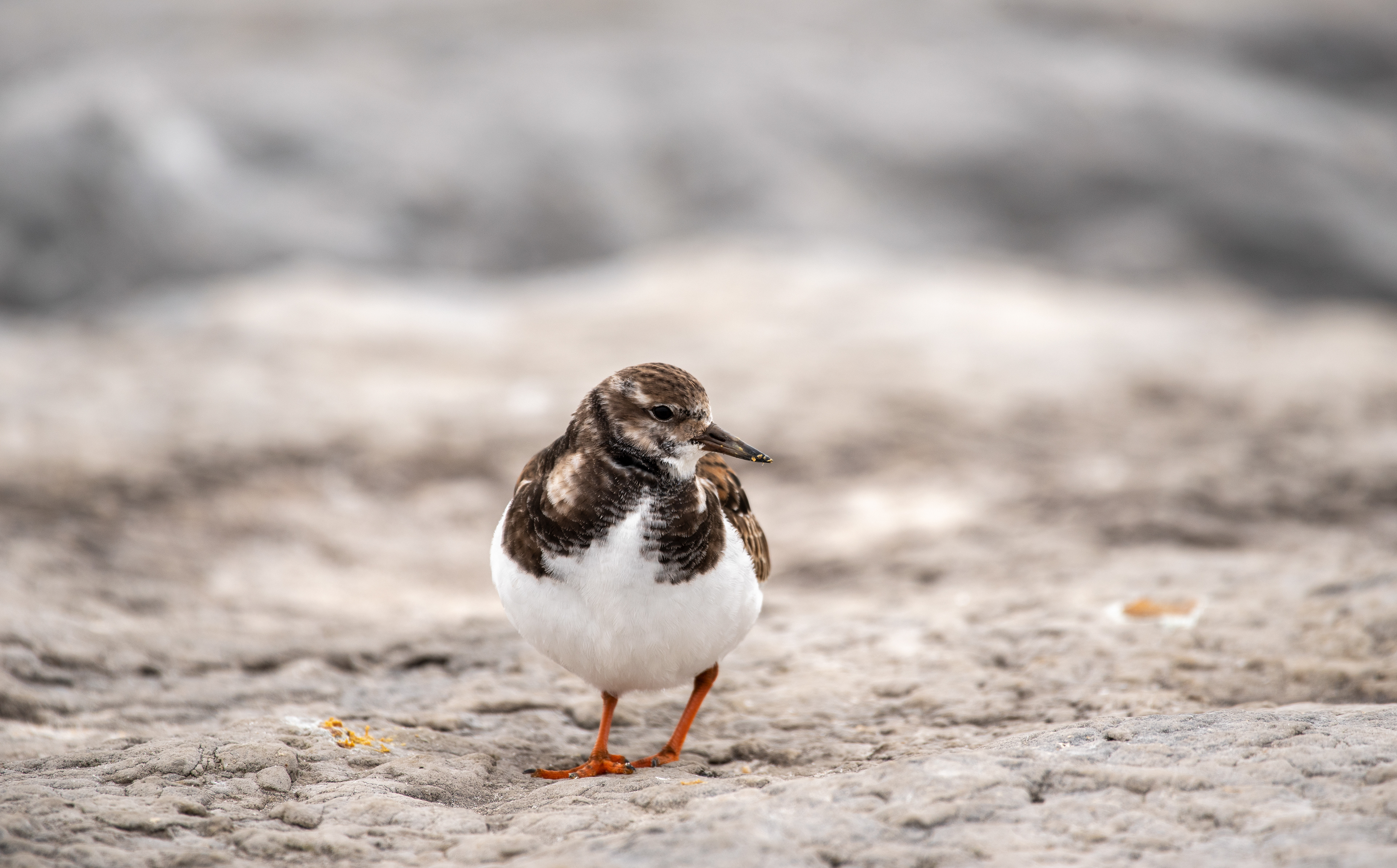 Ruddy Turnstone Jan 8, 2021 Barnegat Lighthouse State Park, NJ USA