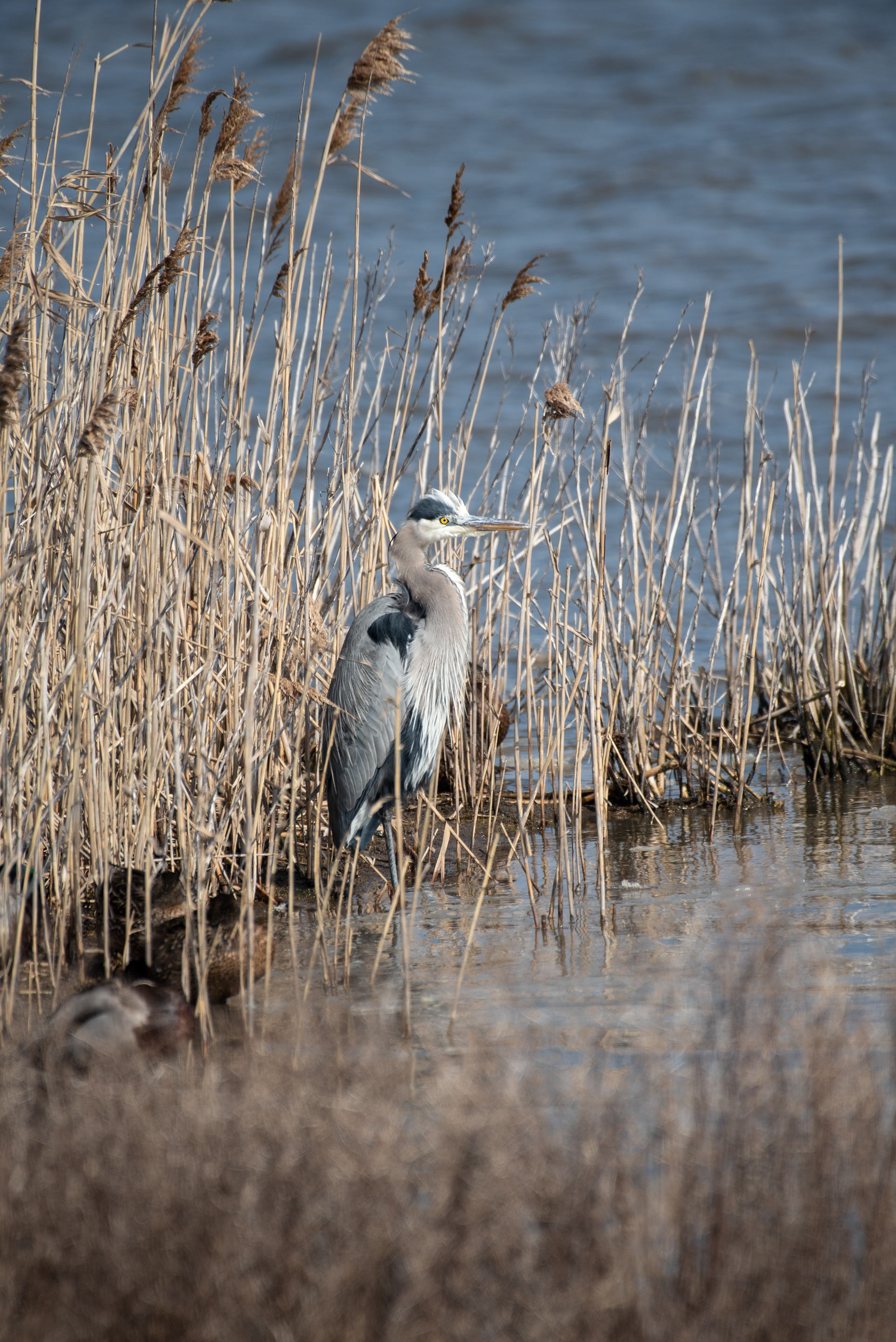 Great Blue Heron Edwin B Forsythe NWR, NJ USA