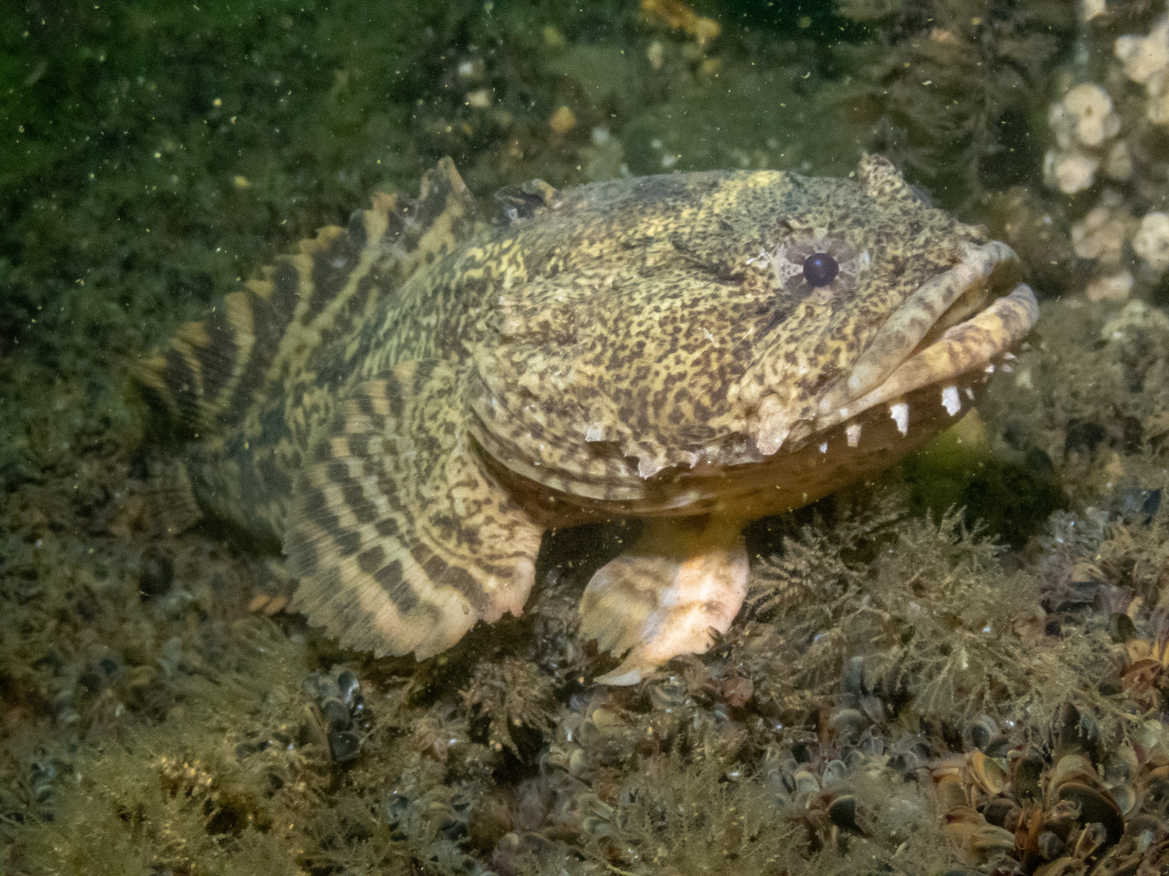 Oyster Toadfish May 14, 2023 Manasquan Railroad Bridge, NJ USA