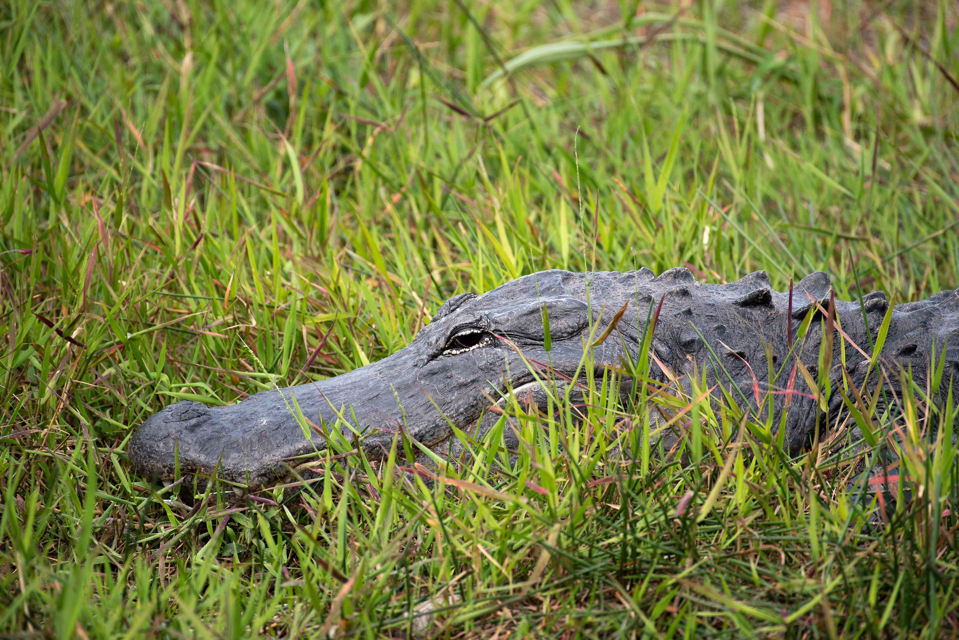 American Alligator Mar 17, 2020 Everglades National Park, FL USA