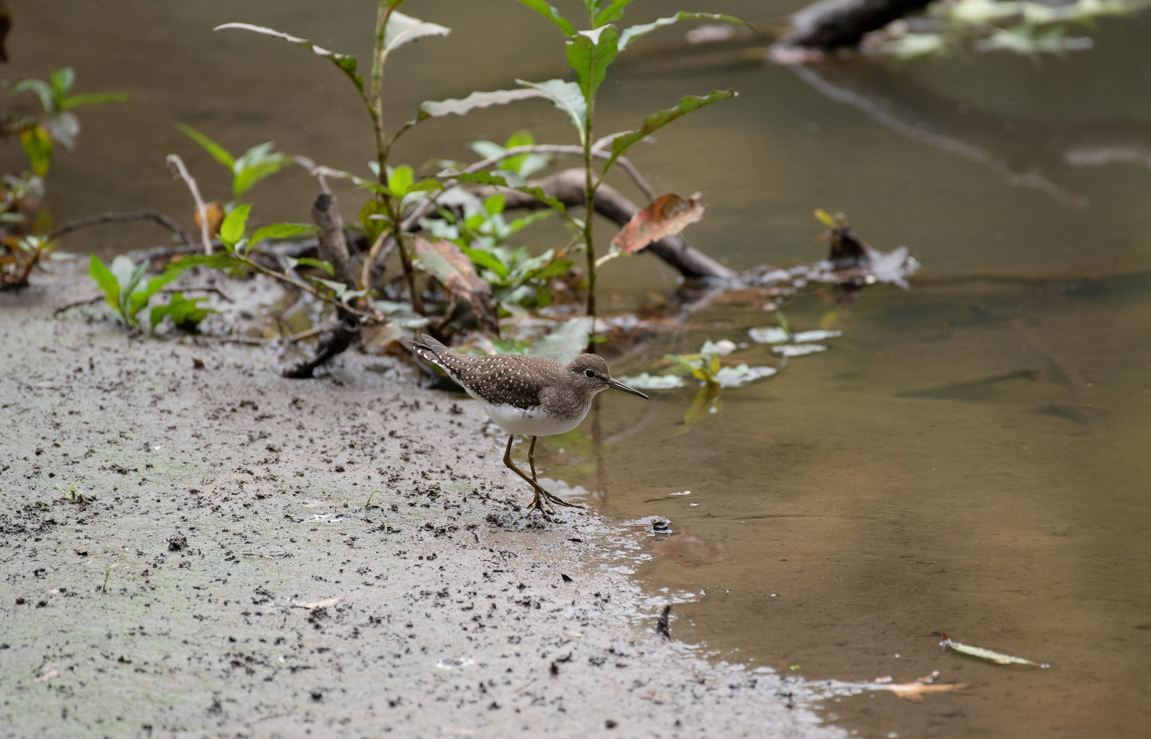 Solitary Sandpiper Sept 27, 2020 Lord Stirling Park, NJ USA