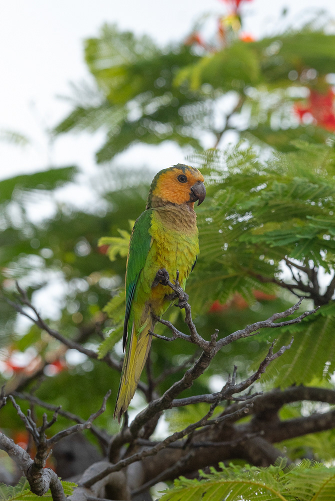 Brown Throated Parakeet Aug 16, 2025 Bonaire