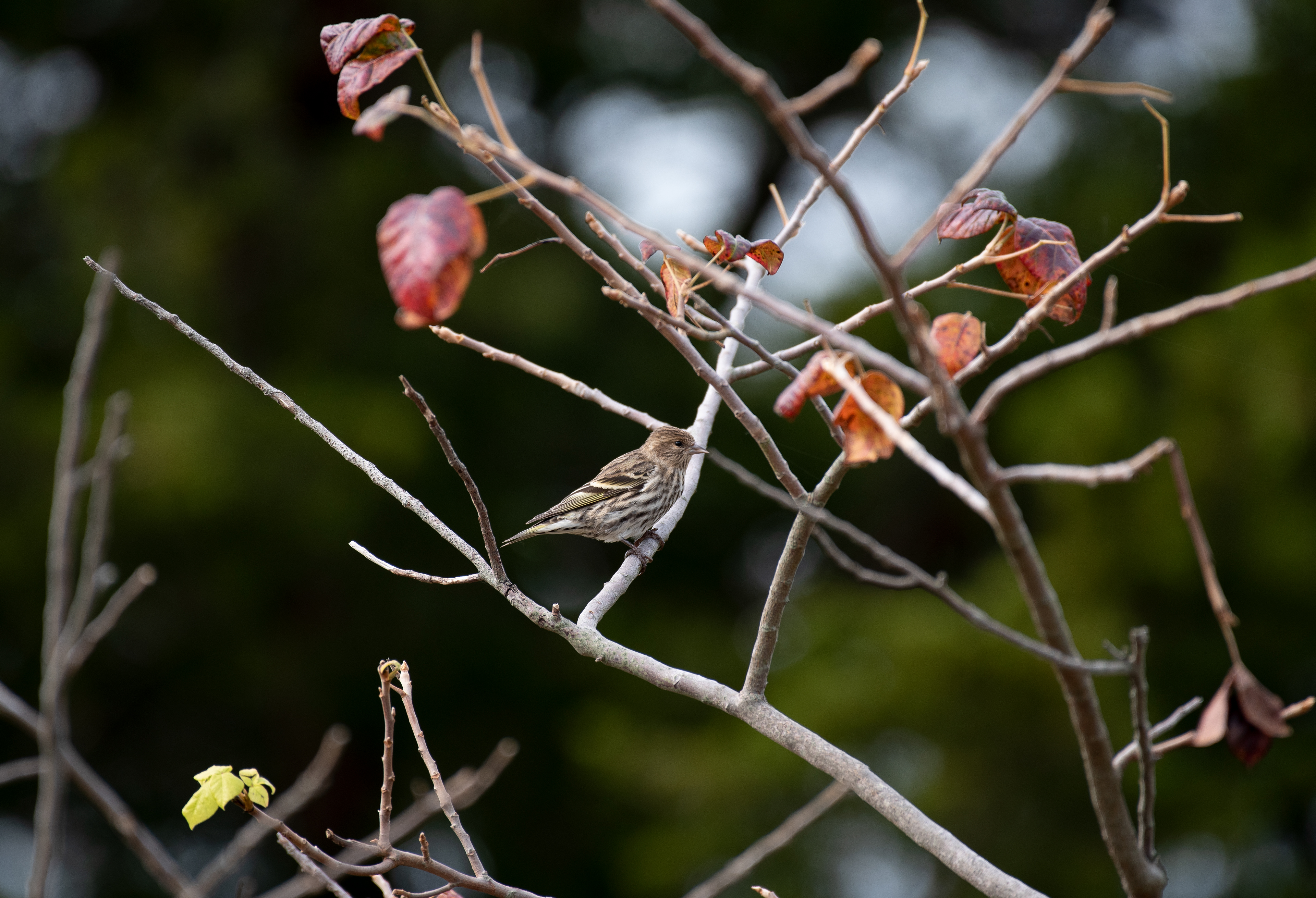 Pine Siskin Oct 10, 2020 Sandy Hook, NJ USA