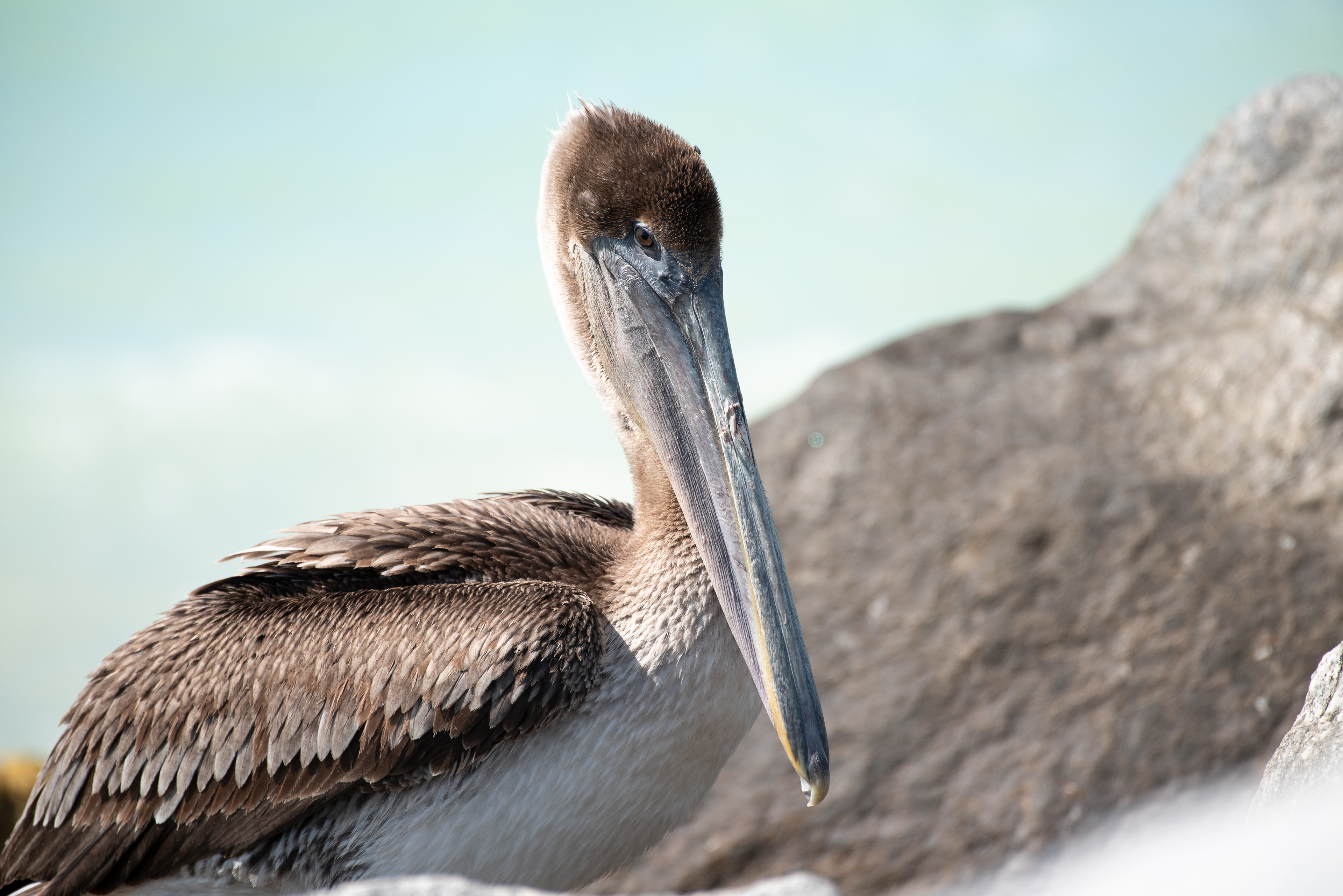 Brown Pelican Mar 10, 2020 Key West, FL USA