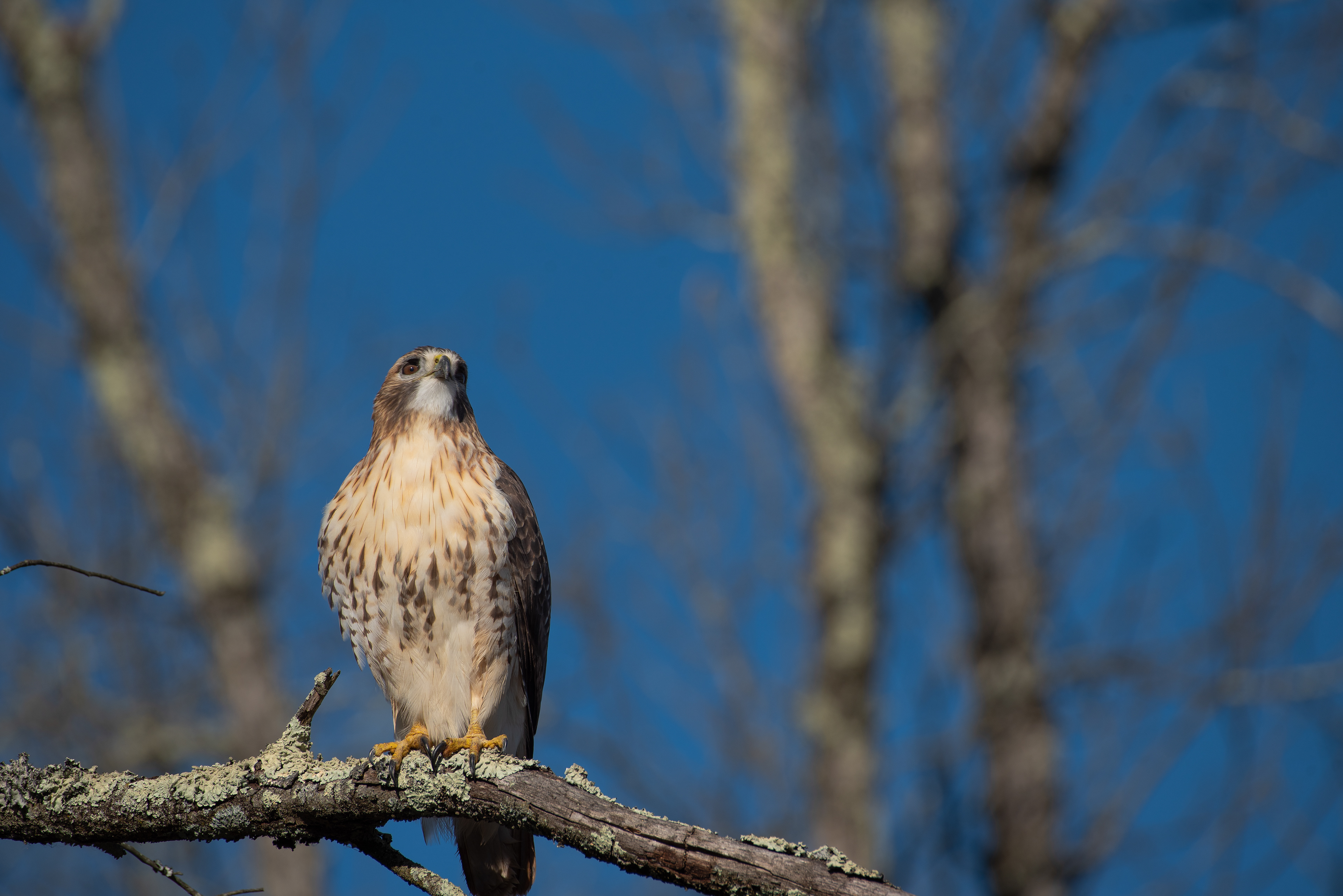 Red Tailed Hawk Dec 10, 2022 Lord Stirling Park, NJ USA