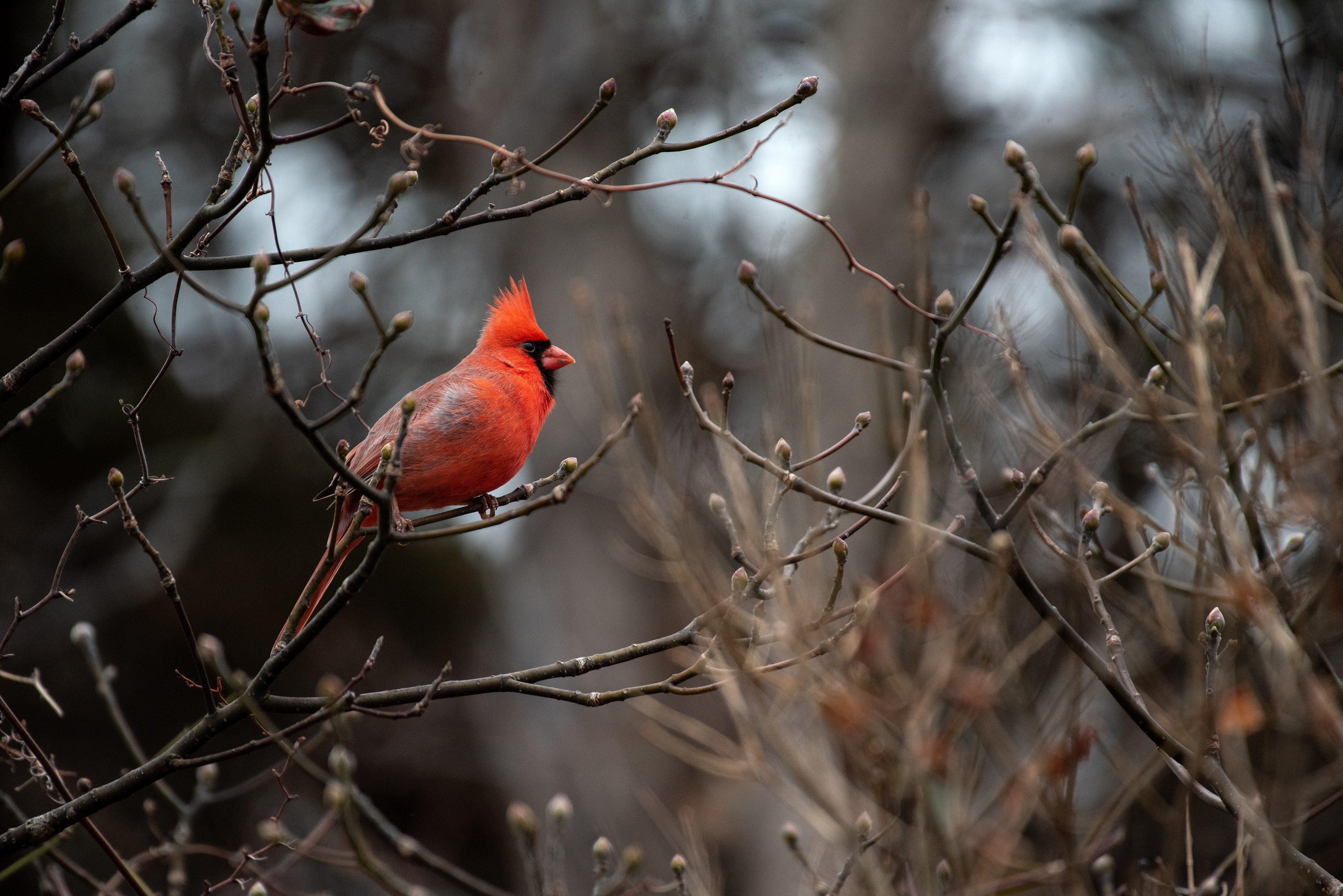 Northern Cardinal Jan 30, 2023 Barnegat Lighthouse State Park, NJ USA