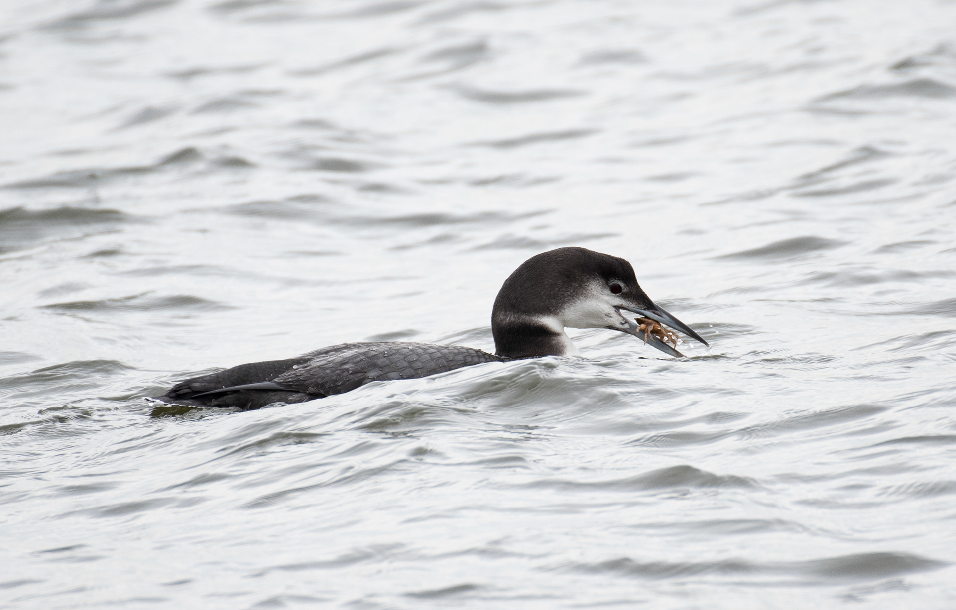 Common Loon Jan 8, 2021 Barnegat Lighthouse State Park, NJ USA