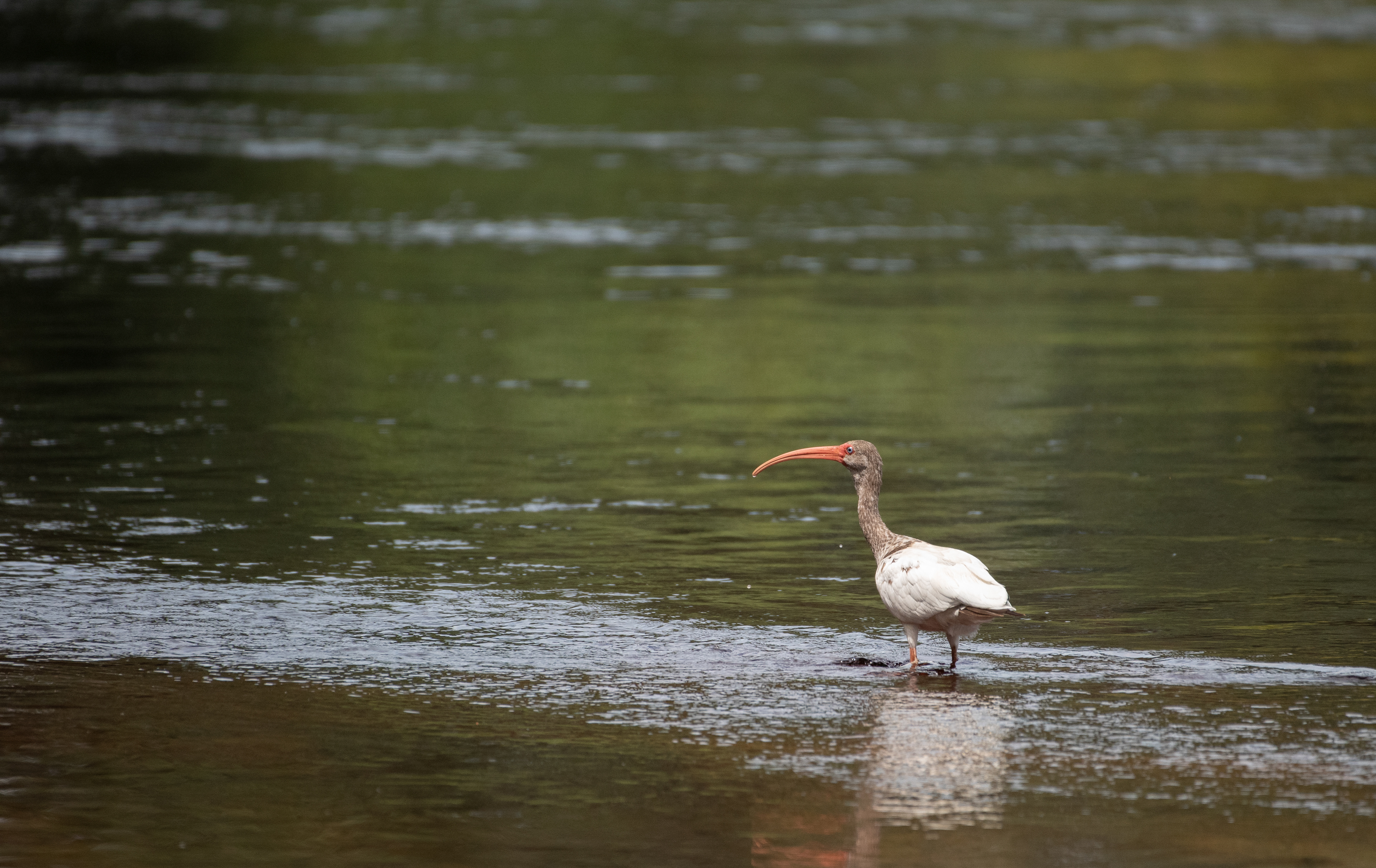 White Ibis Aug 21, 2021 Stephen C Foster State Park, GA USA