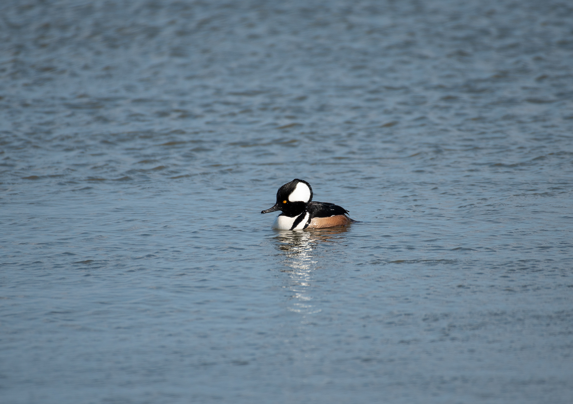 Hooded Merganser Feb 20, 2021 Edwin B Forsythe NWR, NJ USA