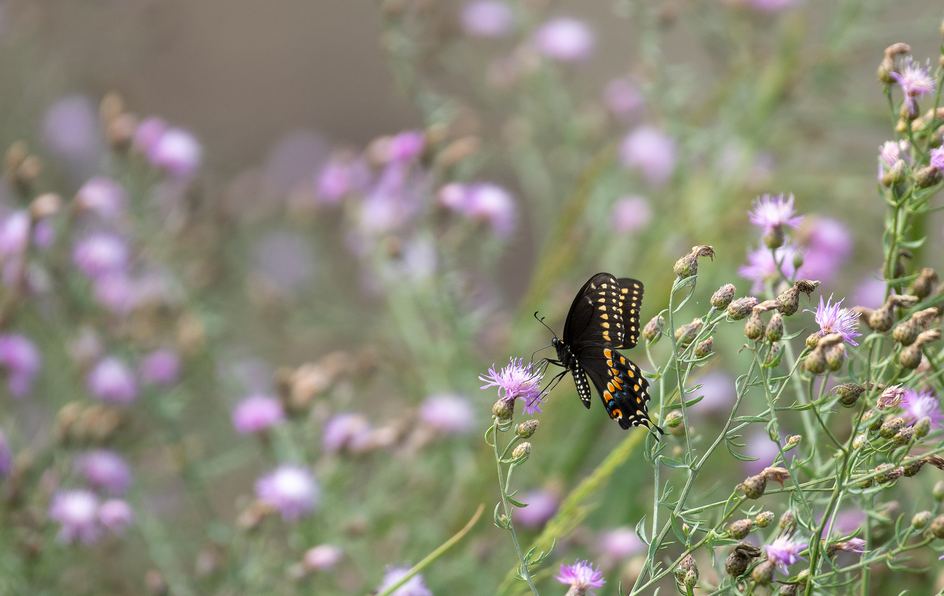 Black Swallowtail July 18, 2024 Edwin B Forsythe NWR , NJ USA
