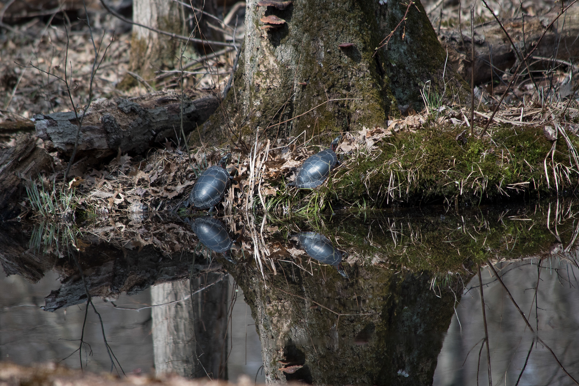 Eastern Painted Turtle Apr 7, 2019 Lord Stirling Park, NJ USA