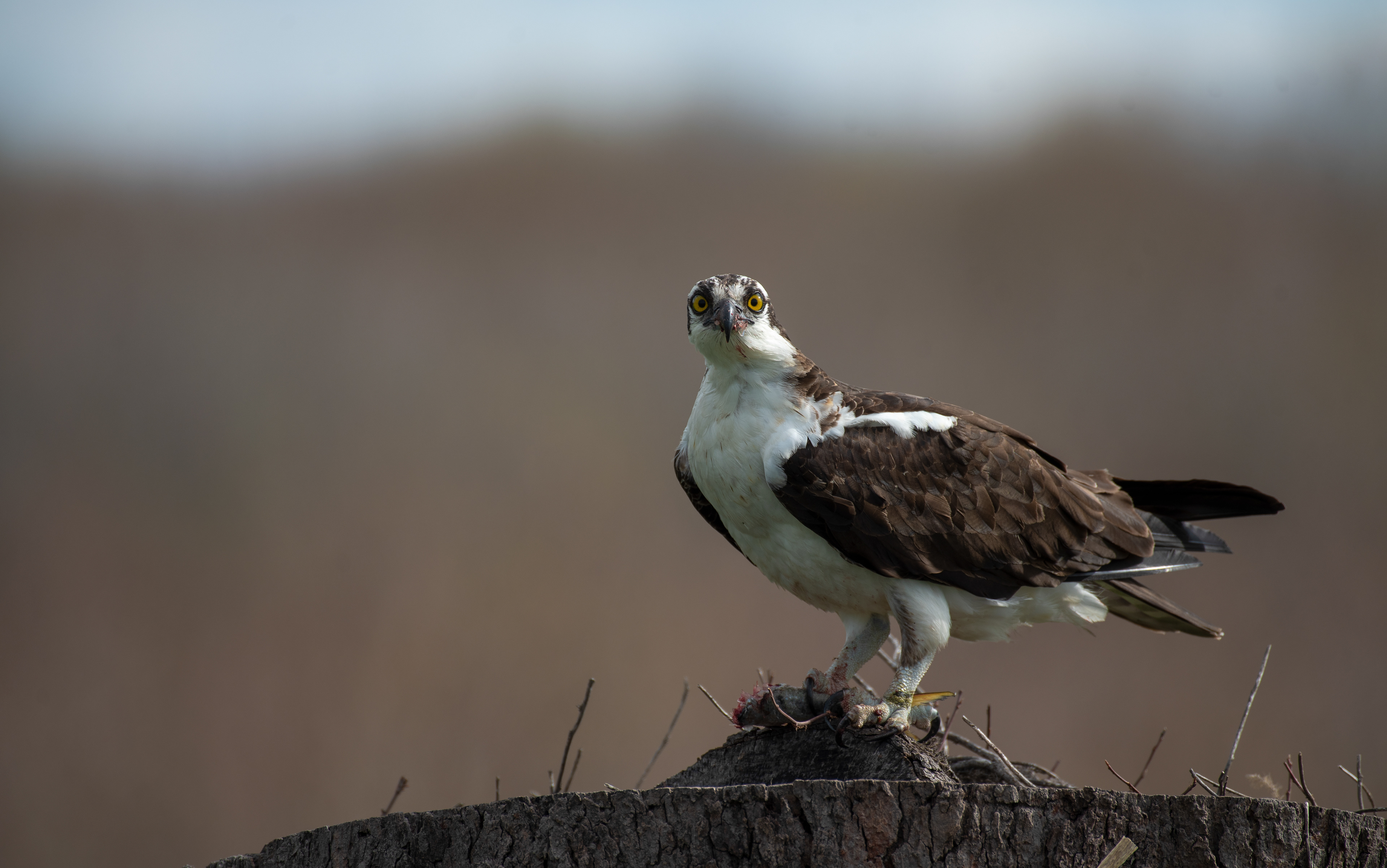 Osprey Mar 29, 2021 Bombay Hook NWR, Del USA