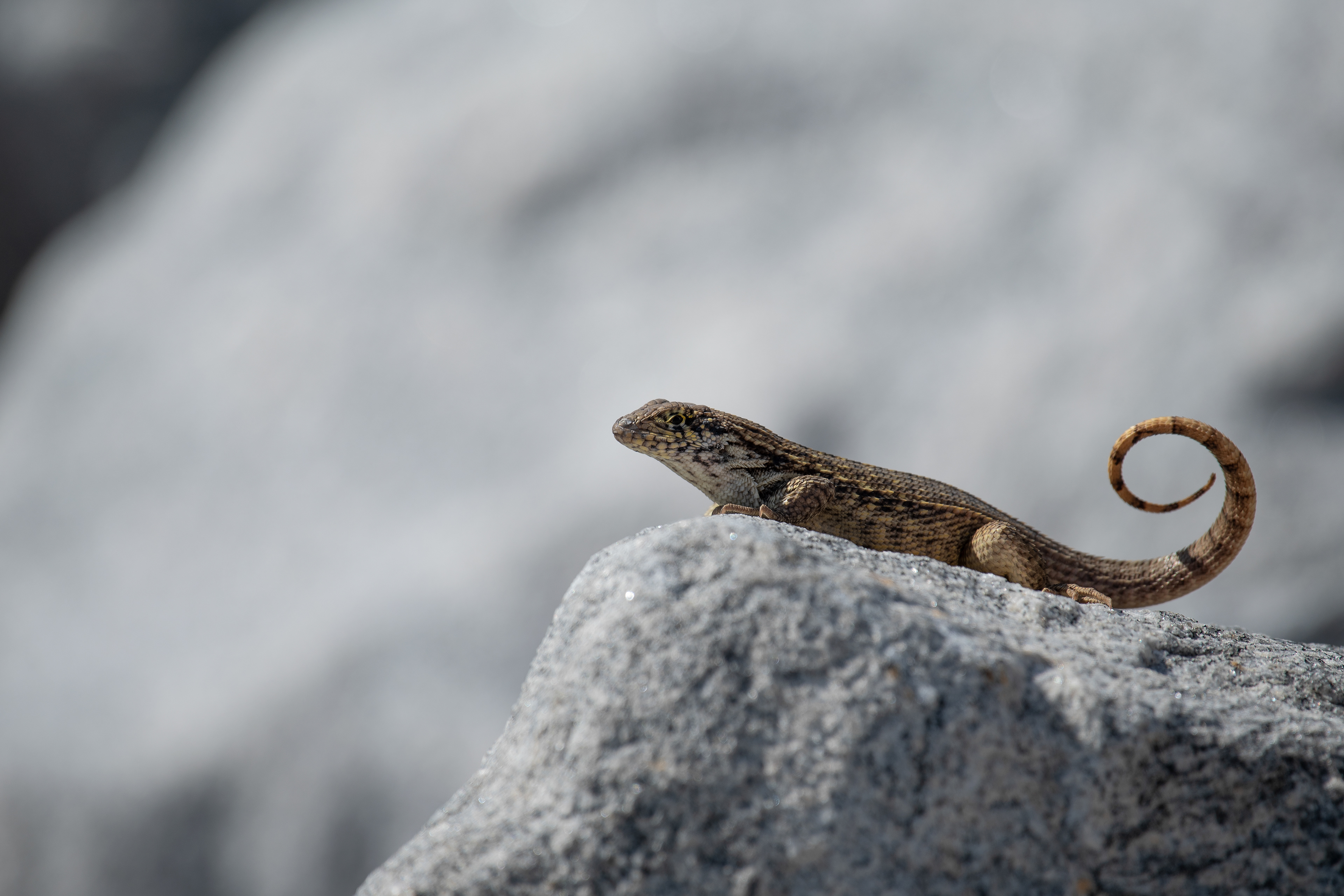 Northern Curly Tailed Lizard Mar 10, 2020 Key West, FL USA