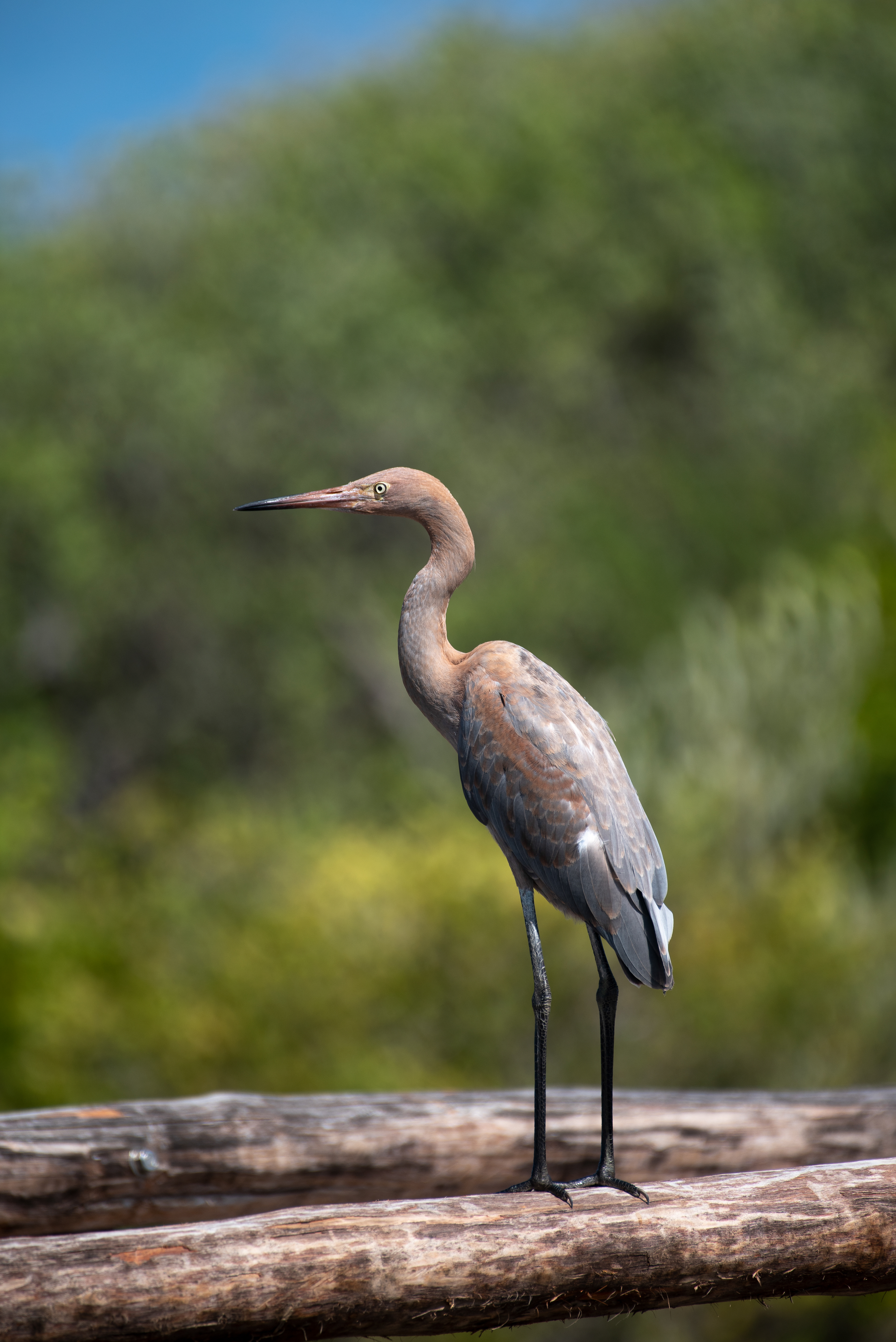 Reddish Egret Aug 23, 2019 Cozumel, MX