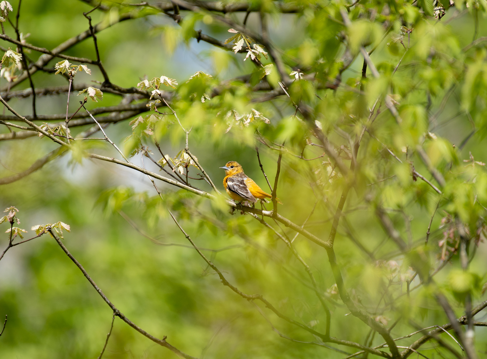 Baltimore Oriole May 12, 2020 Basking Ridge, NJ USA