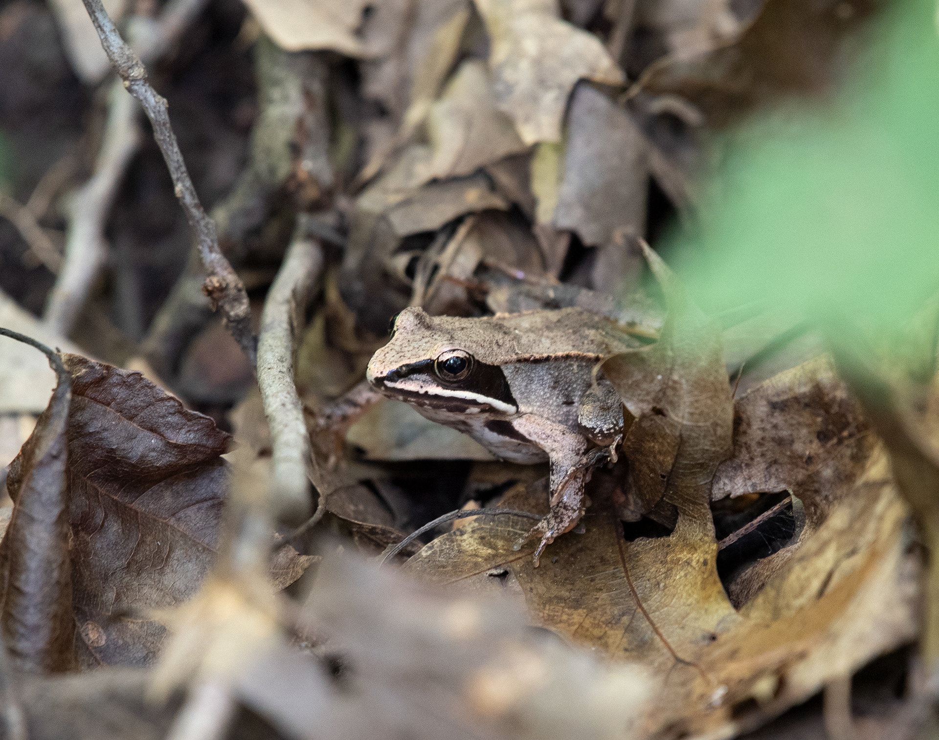 Wood Frog Sept 7, 2020 Lord Stirling Park, NJ USA