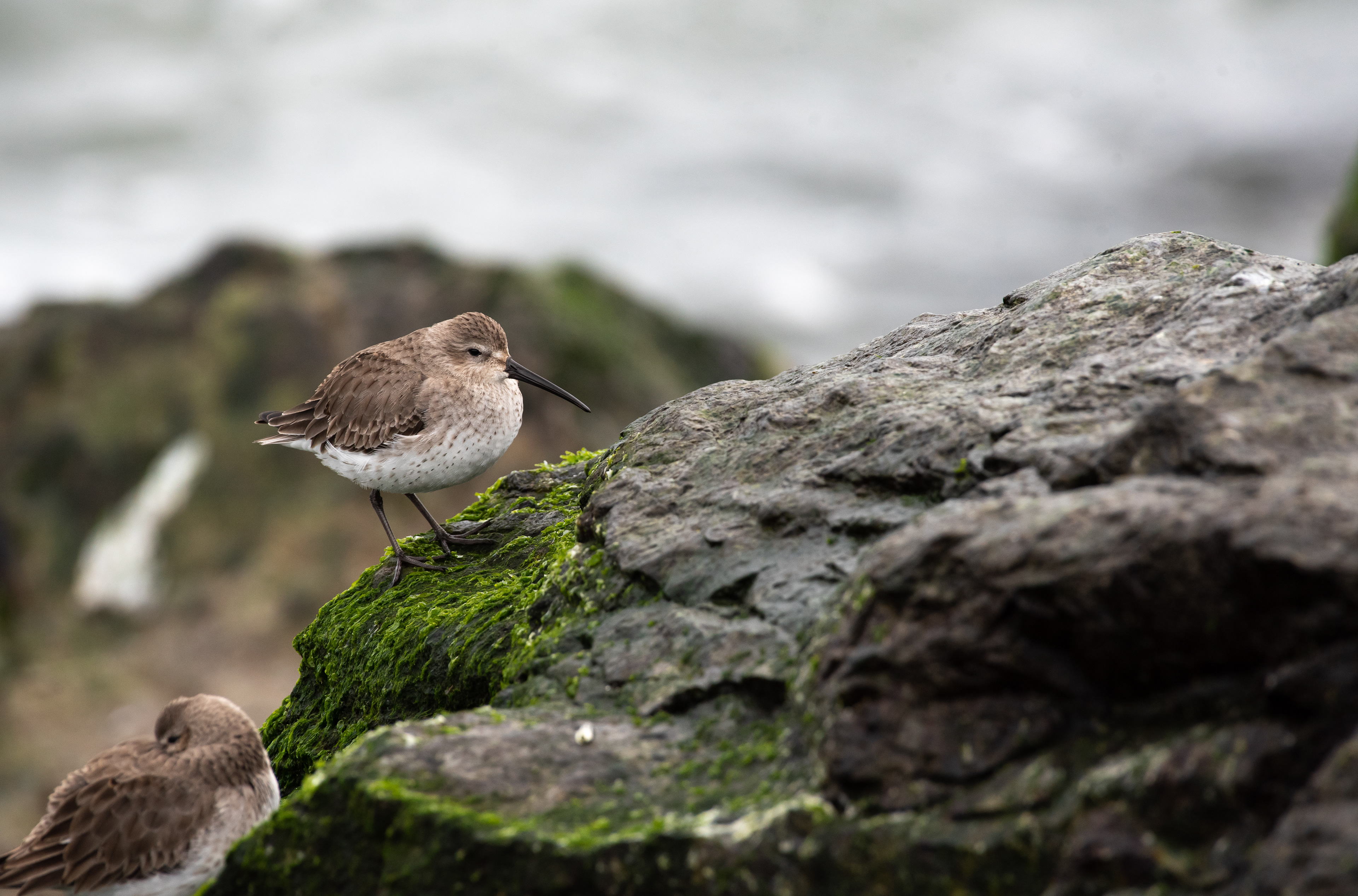 Dunlin Jan 30, 2023 Barnegat Lighthouse State Park, NJ USA