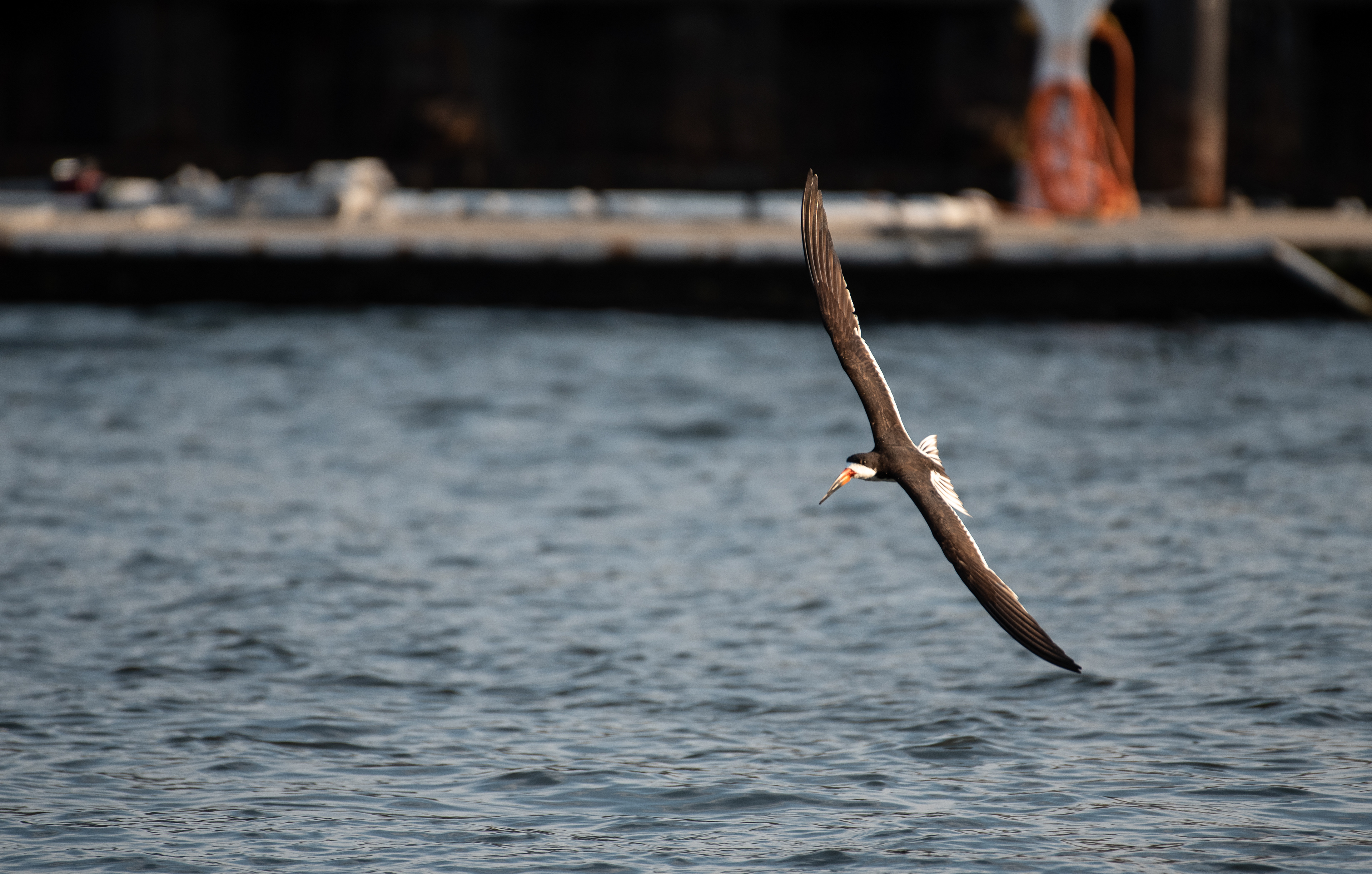 Black Skimmer Aug, 27, 2022 Brooklyn, NY USA