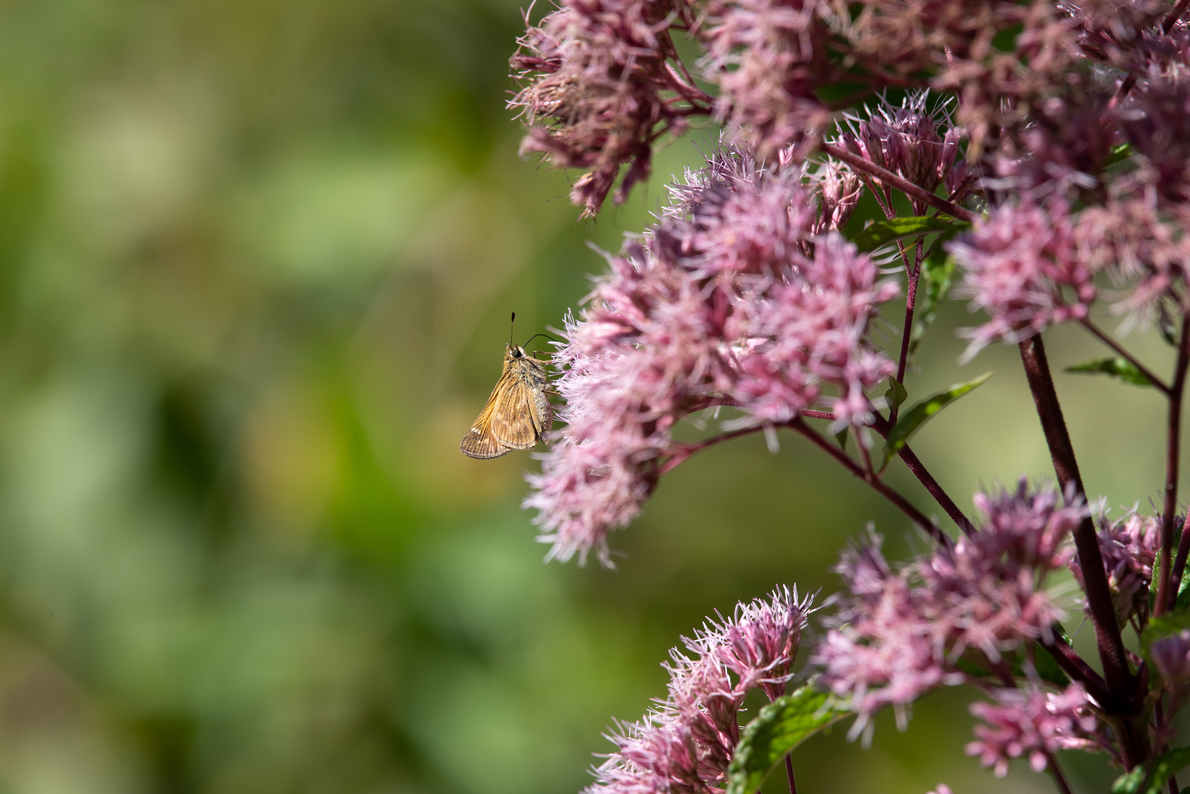 Sachem Sept 5, 2020 Basking Ridge, NJ USA