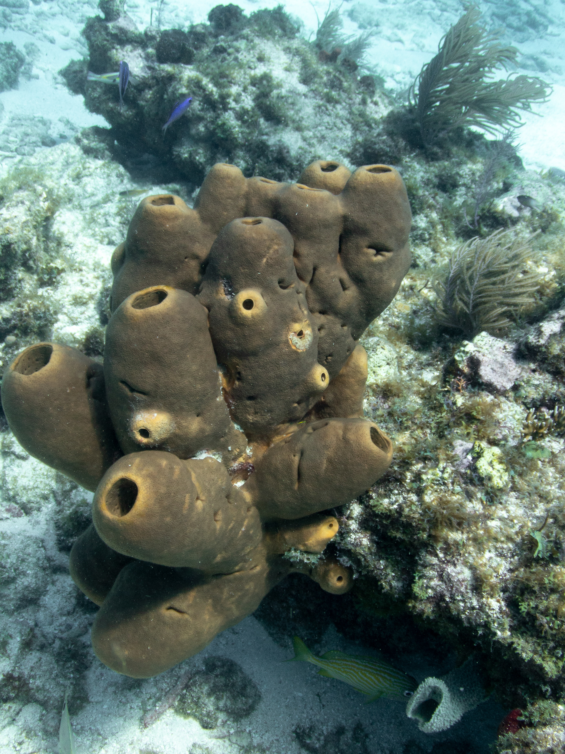 Brown Tube Sponge Mar 15, 2020 Key Largo, FL USA